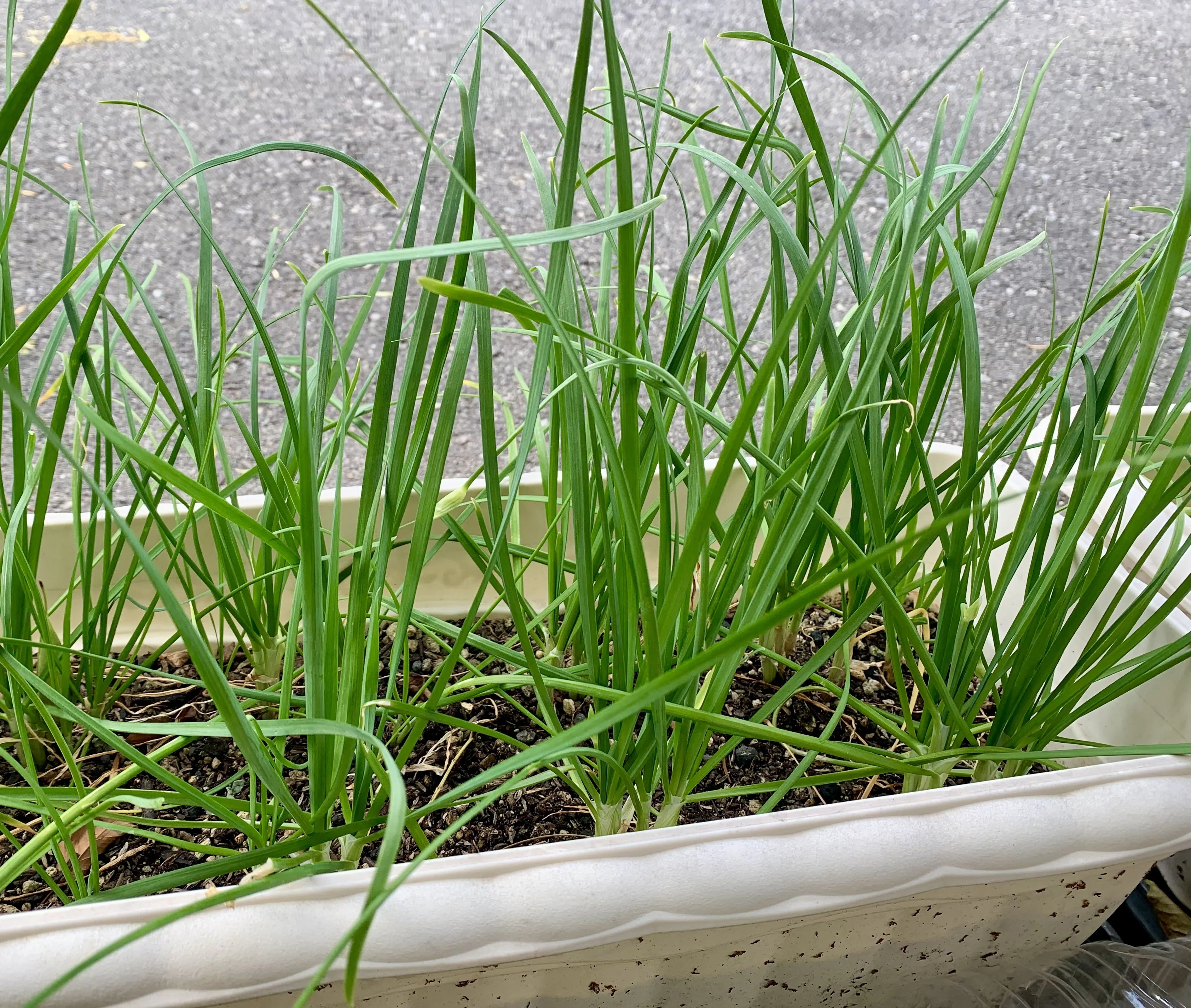 ニラを種からプランターで育て中。やっと芽が出てきた！｜育てる暮らし