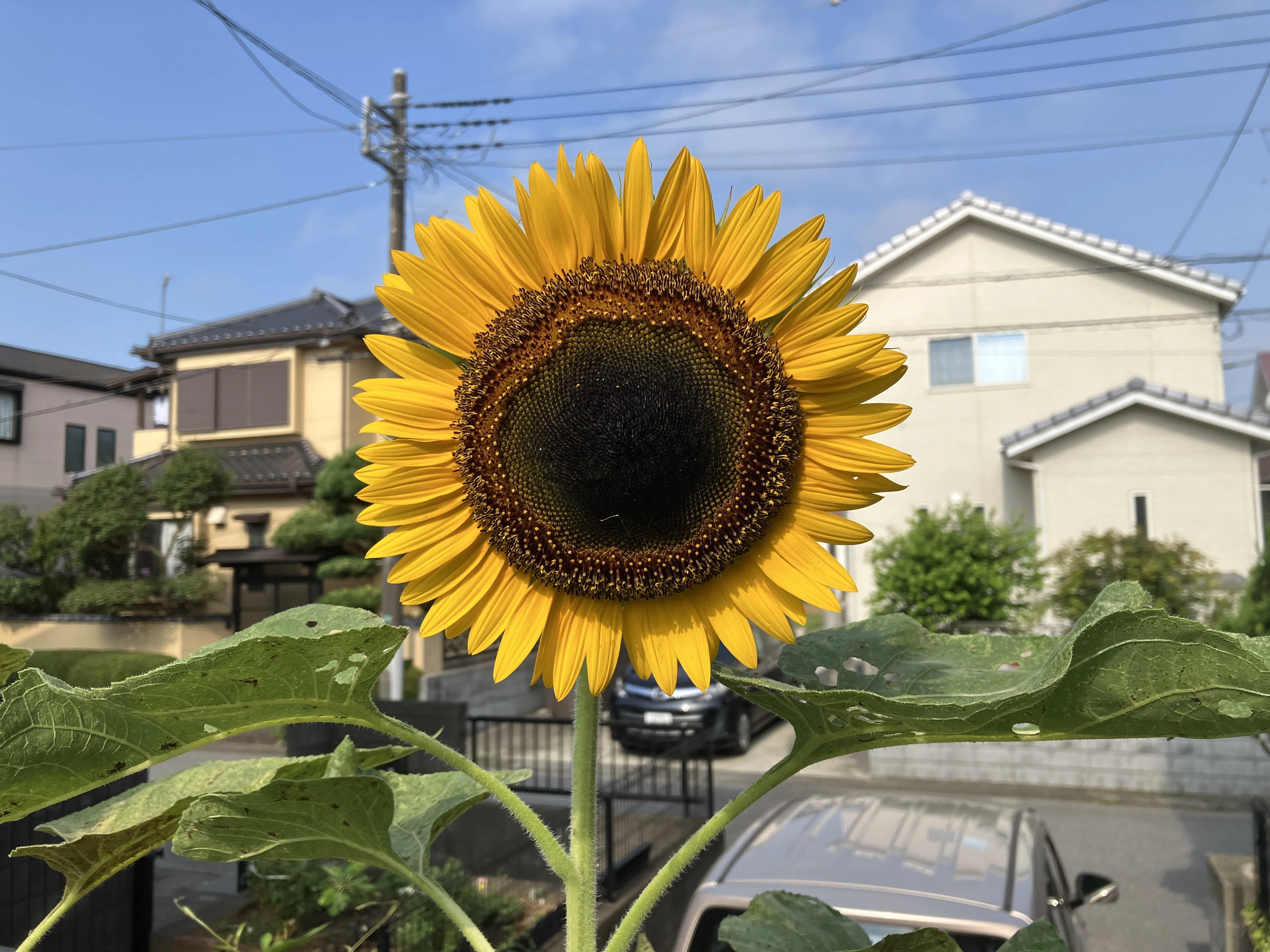 ひまわり 8.2 〜 向日葵 10.9｜山本 剛