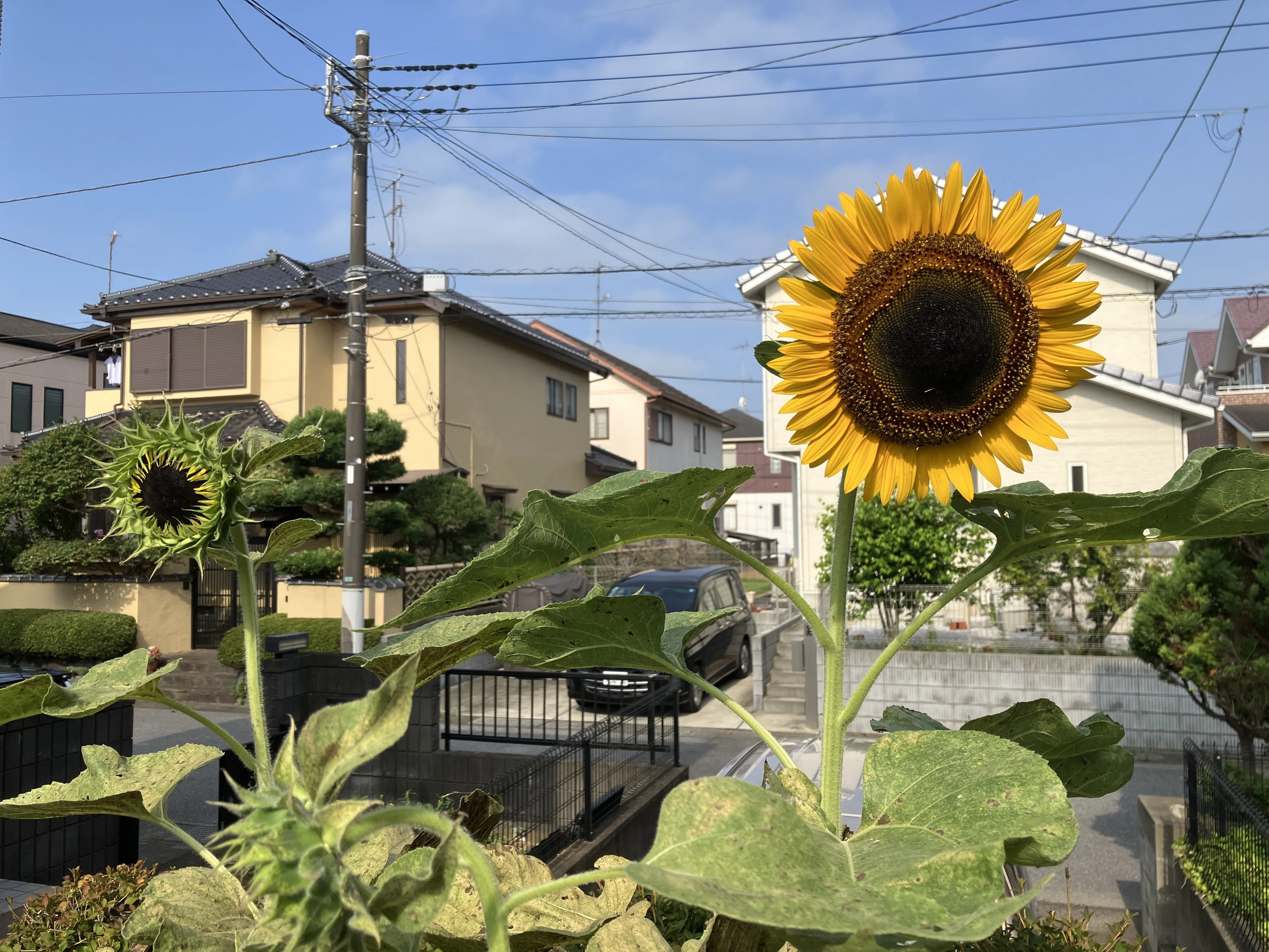 ひまわり 8.2 〜 向日葵 10.9｜山本 剛