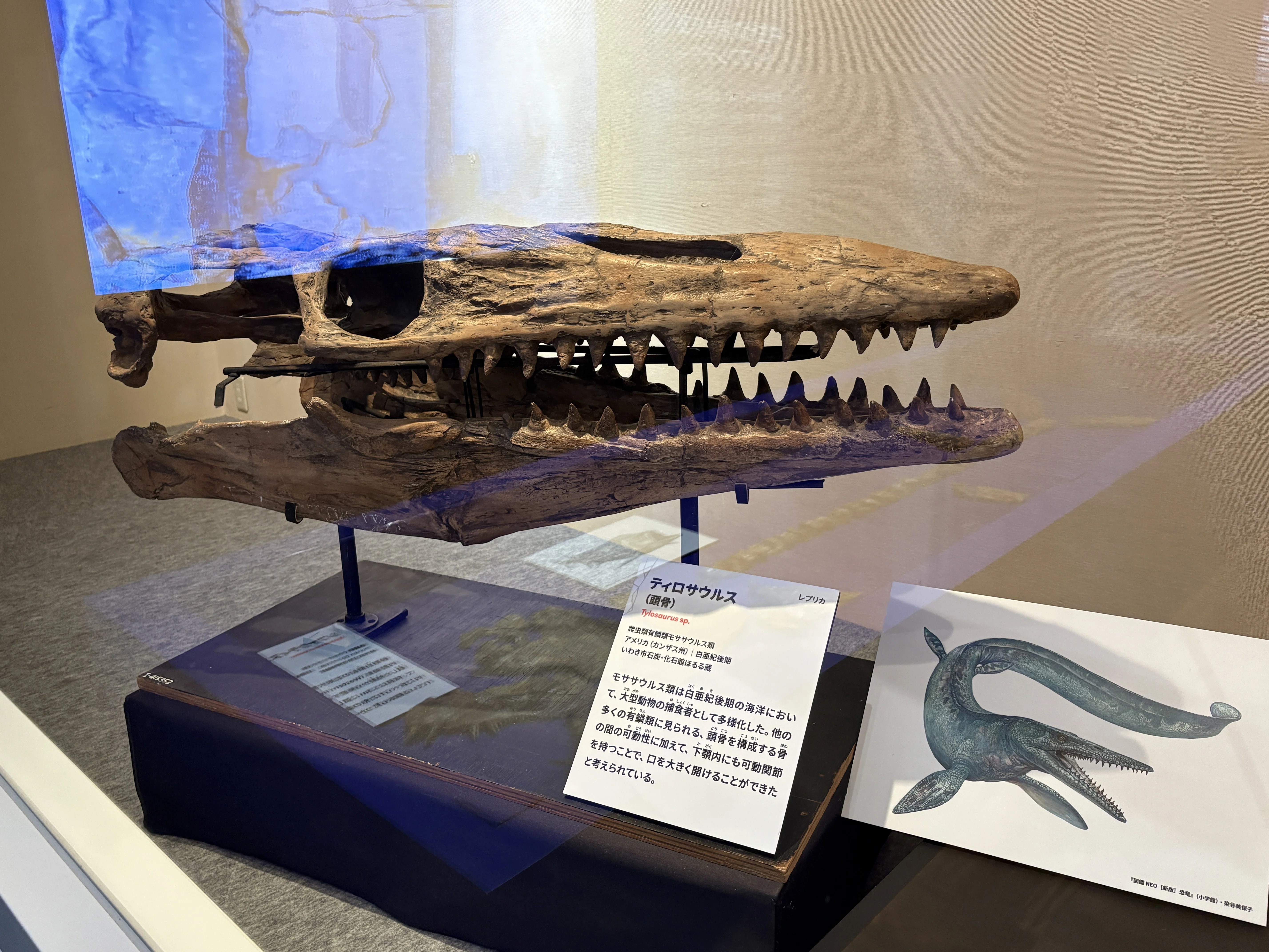 巨大化石に圧倒！『大絶滅展』で知る、生命40億年のサバイバル史｜株式