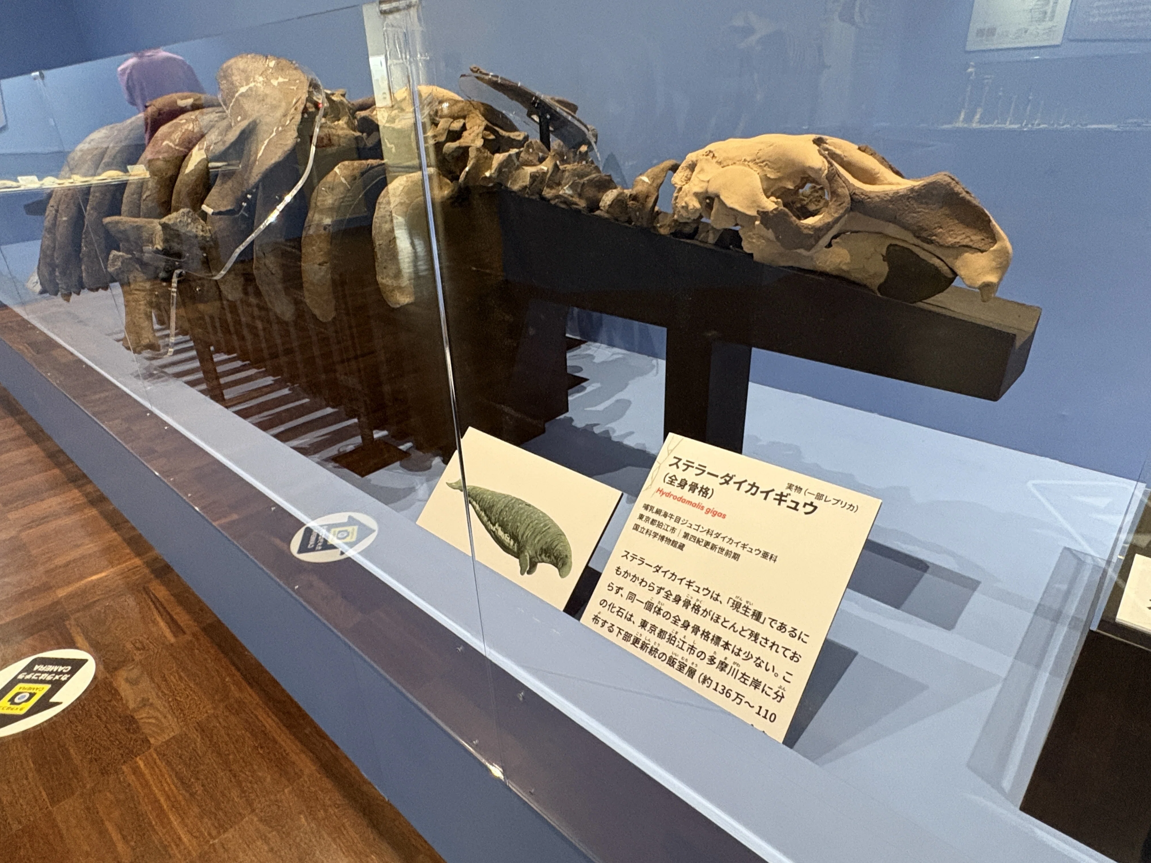 【超特大・極稀少】マギルス貝（化石・玉化）原石オブジェ 博物館級サイズ 巨大化石に圧倒！『大絶滅展』で知る、生命40億年のサバイバル史｜株式