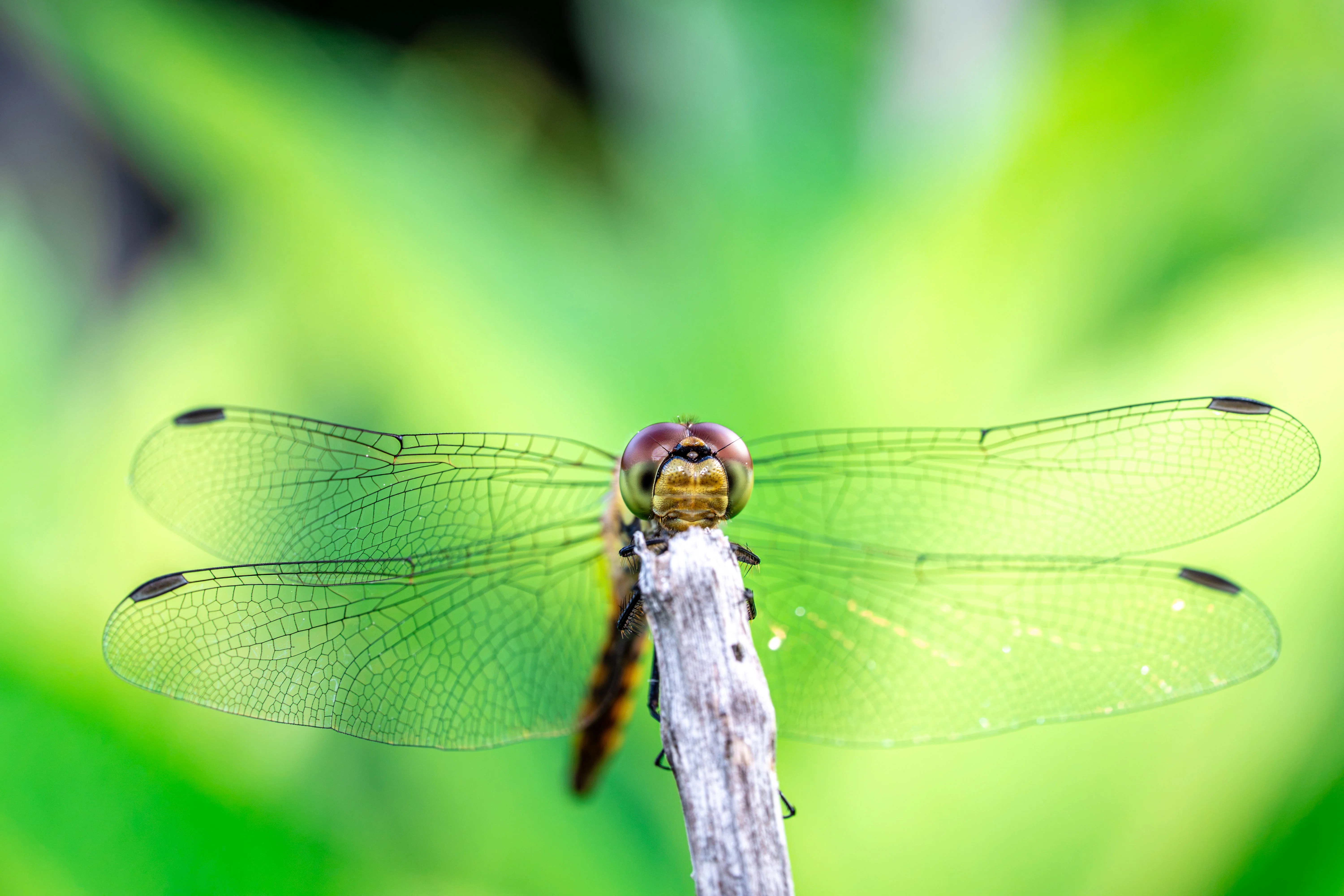 SONY FE 90mm F2.8 Macro G OSSで虫を撮る｜TOLIMAN Hondα