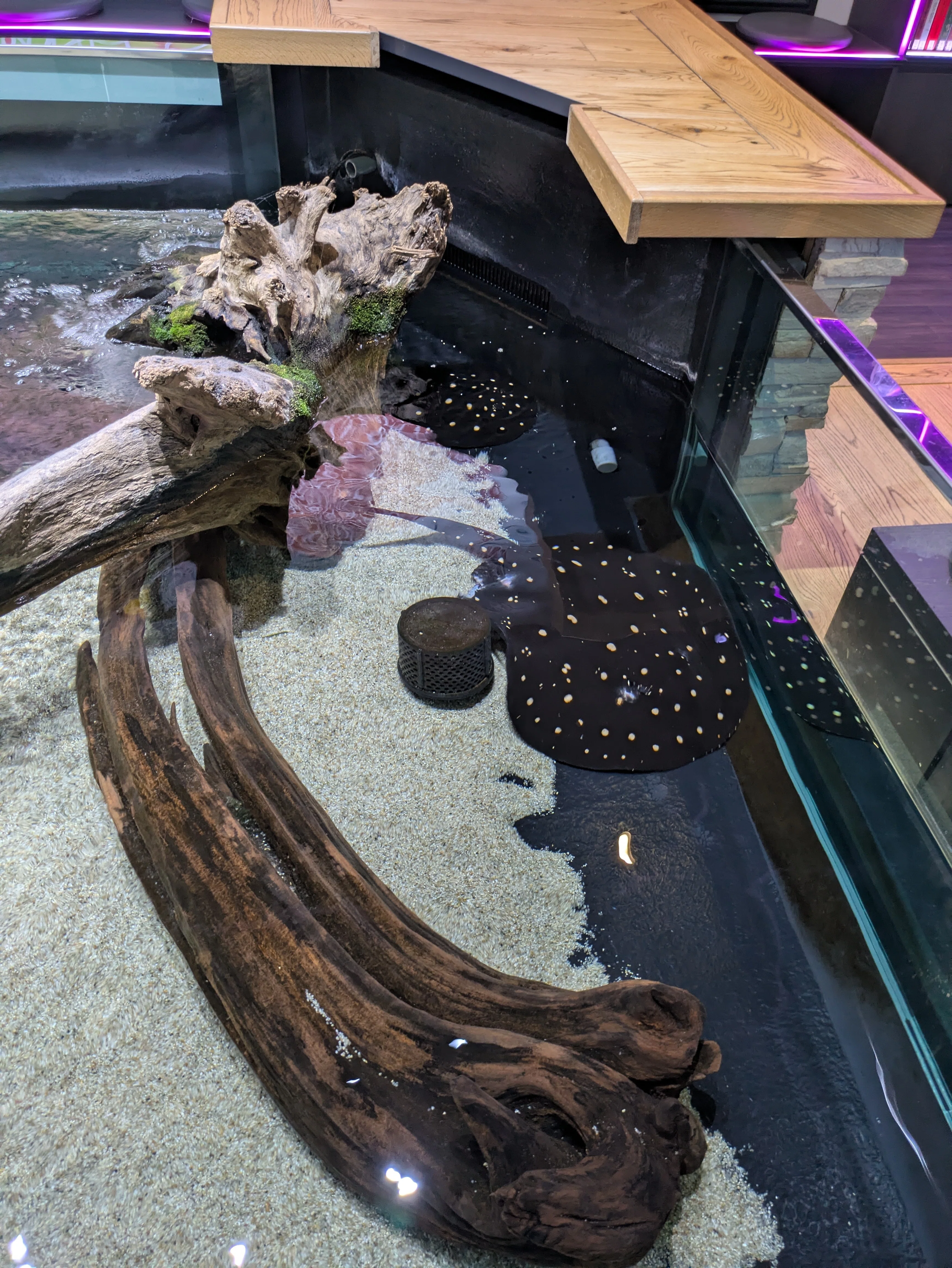 記念メダル】AQUARIUM×ART átoaであつめる｜ATUPON