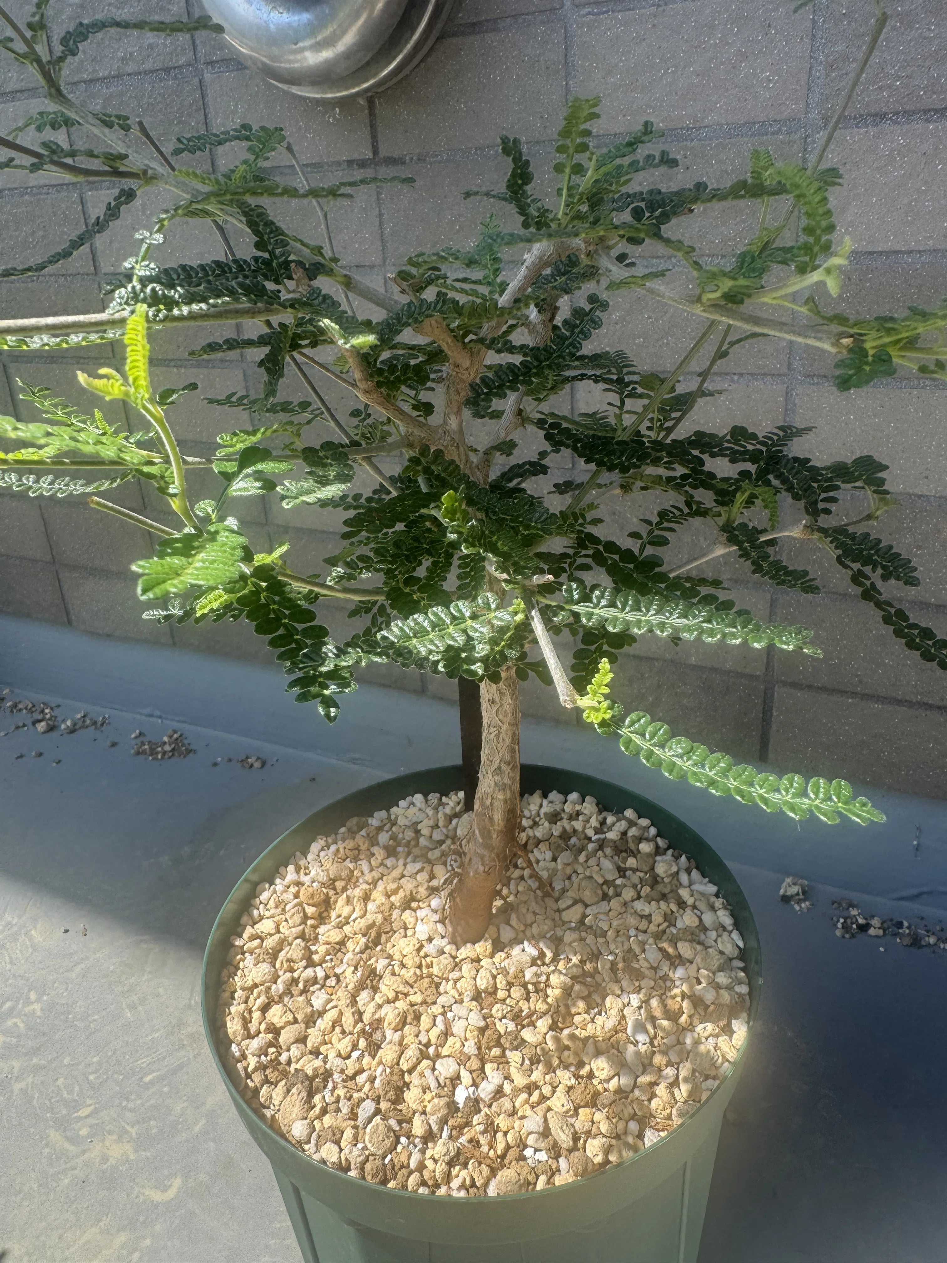 オペルクリカリア・ヒファエノイデス（Operculicarya hyphaenoides