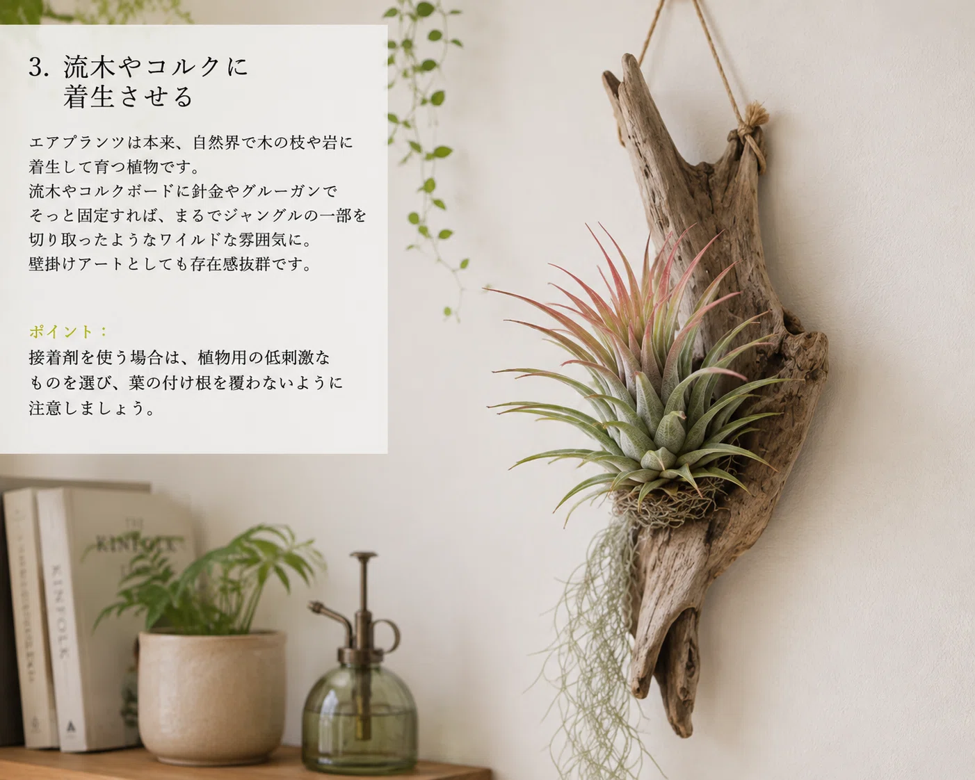 土に植えない植物 エアプランツ その1「おしゃれな配置方法」｜潤@自宅