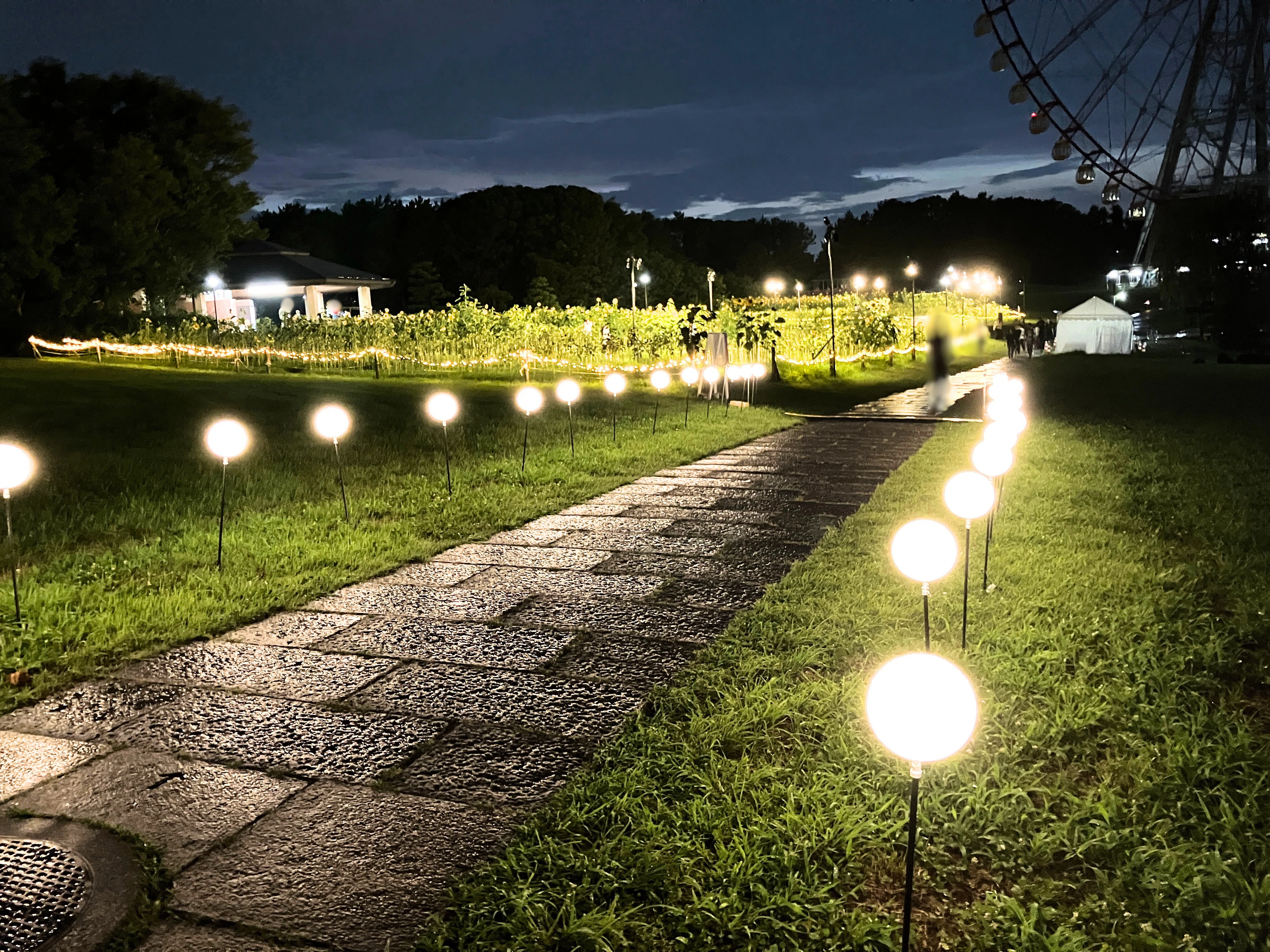 葛西臨海公園の夜を彩る絶景イルミネーション。「花と光のムーブメント