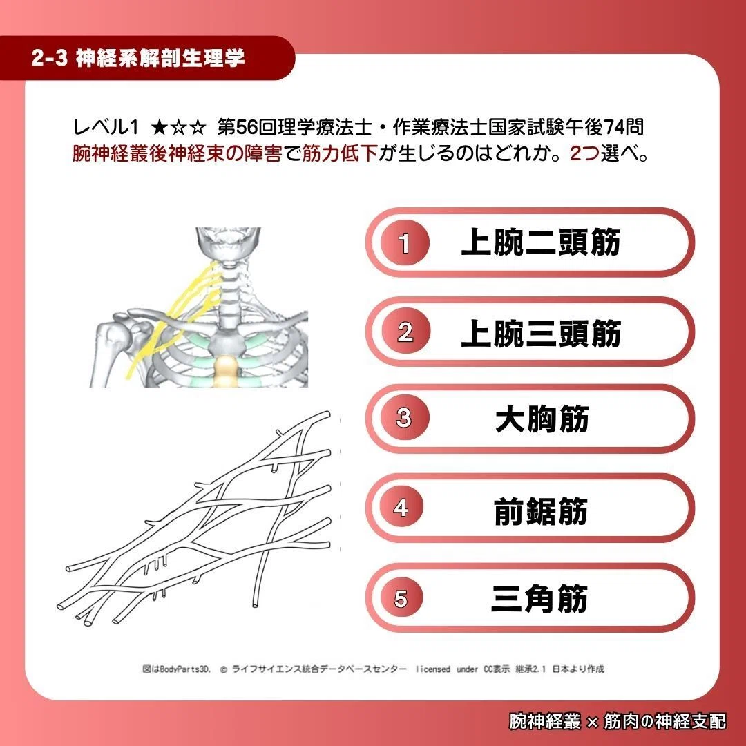 腕 神経 叢 覚え 方