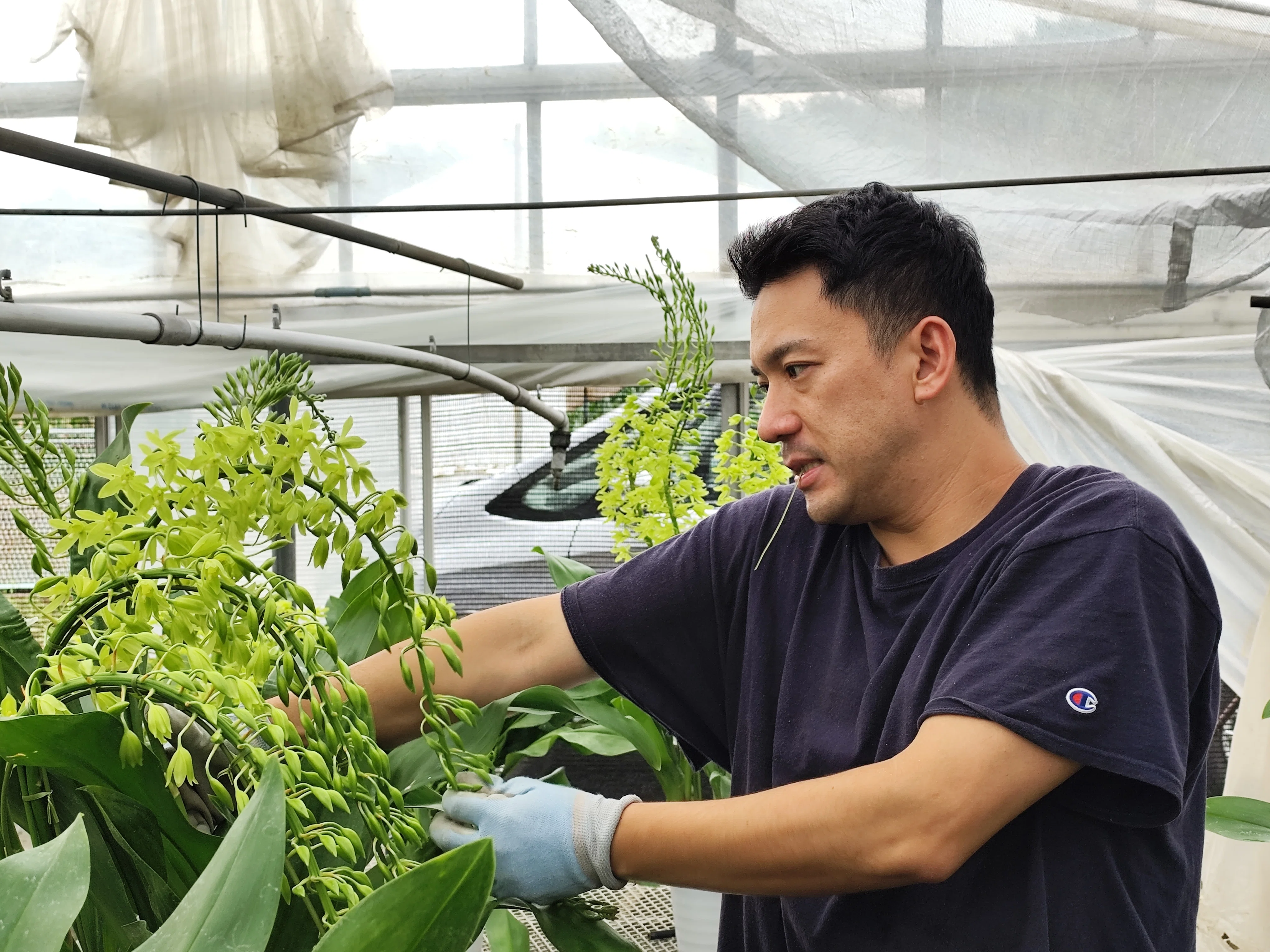 花き農家取材】夏に映える緑の巨花「グラマトフィラム」への挑戦｜農林