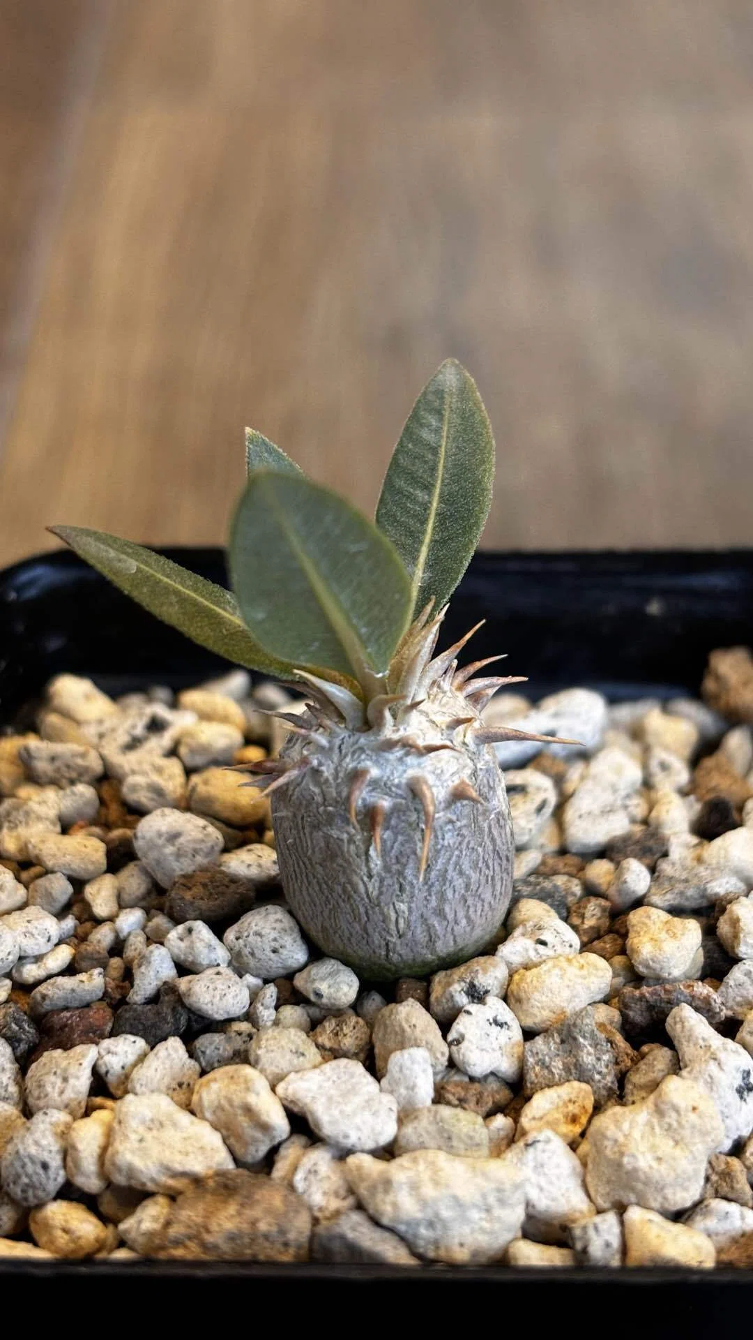 ト0387 「塊根植物」パキポディウム エブレネウム 抜き苗【最新到着