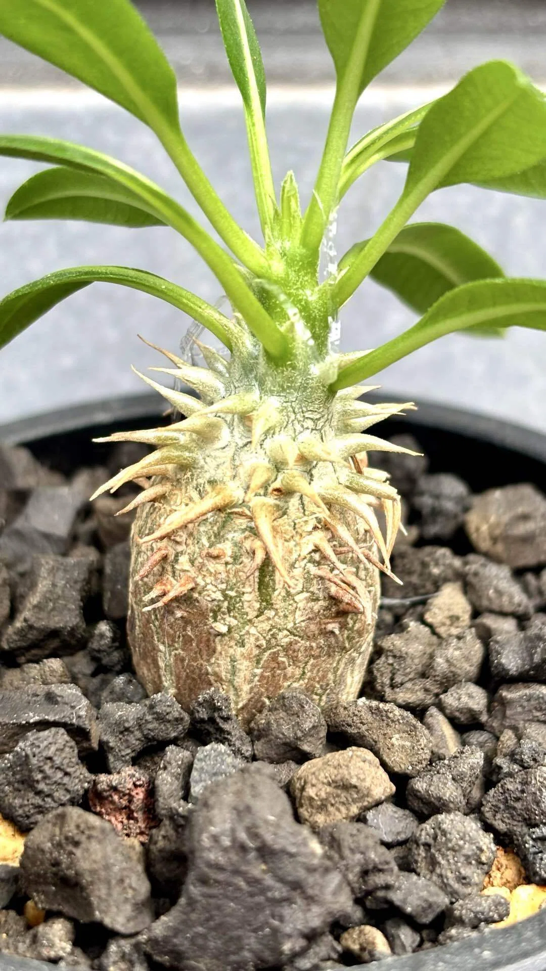 ト0387 「塊根植物」パキポディウム エブレネウム 抜き苗【最新到着