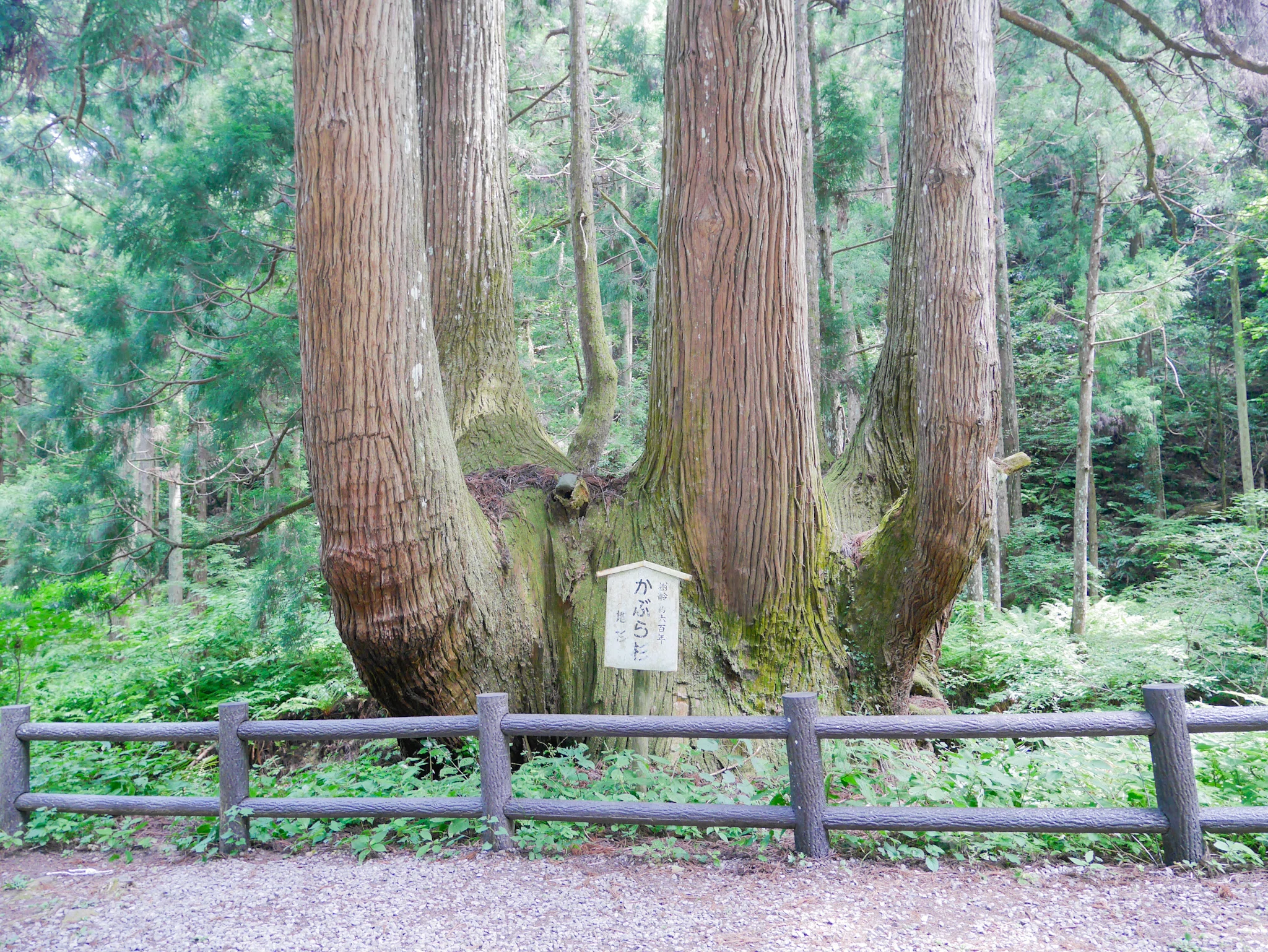 隠岐の島で800年生きる杉の大木を拝むひとり旅｜mayu