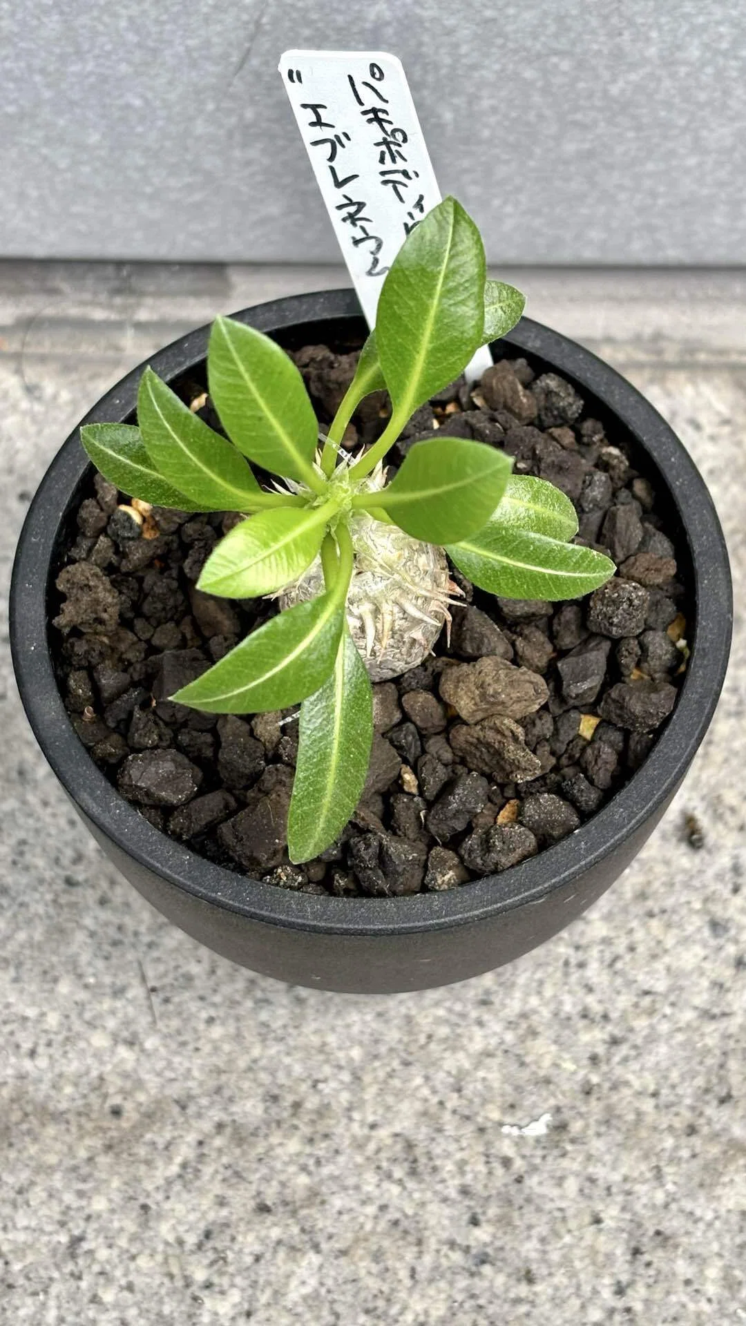 y*y様 パキポディウム エブレネウム 2頭 塊根植物 y*y様