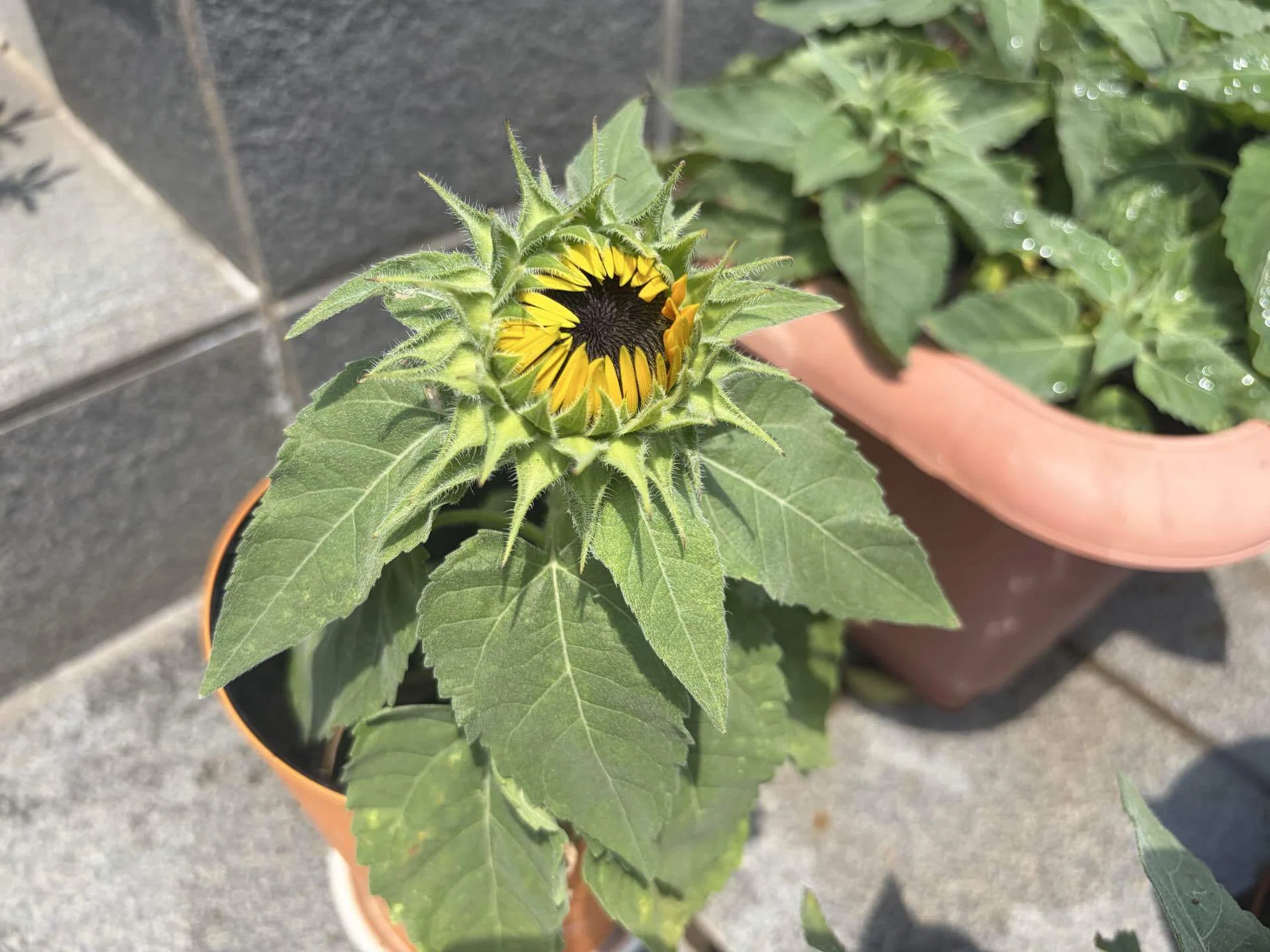 2026年夏・ミニひまわりの観察日記④開花！ひまわり全盛期がやってきた
