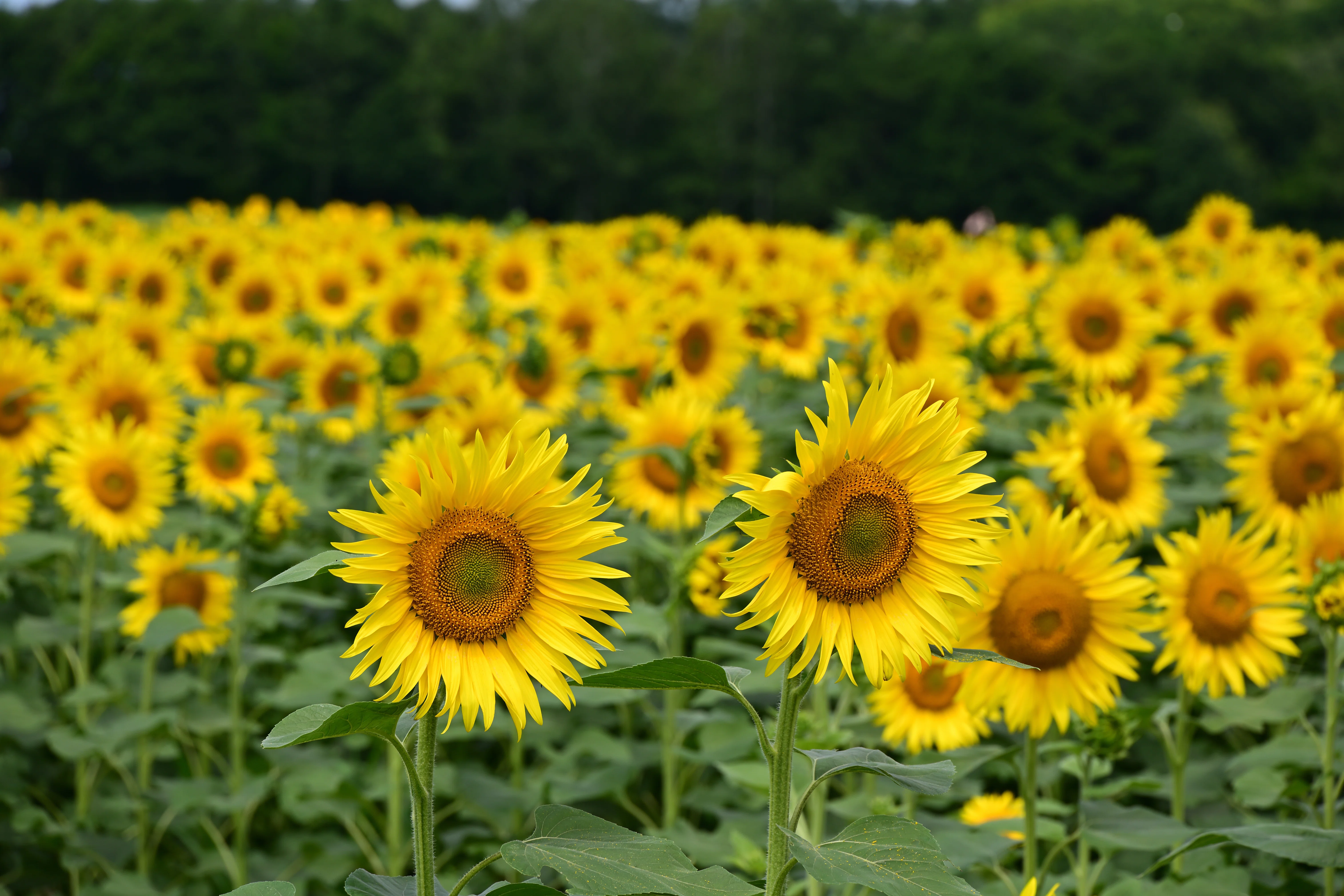 Z5IIで夏の花を撮る ＃4（北竜町のひまわり畑）｜紫のまりも