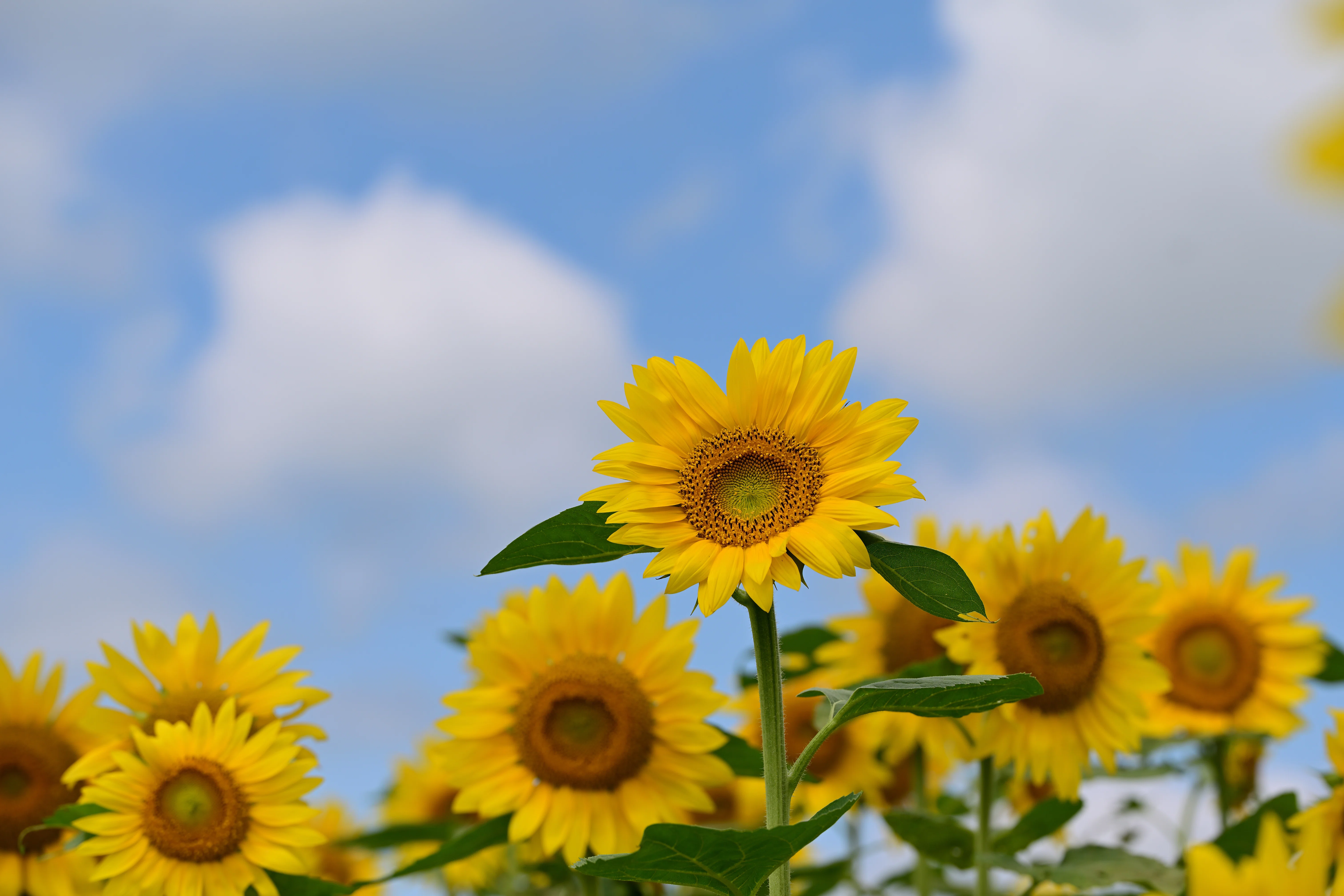 Z5IIで夏の花を撮る ＃4（北竜町のひまわり畑）｜紫のまりも