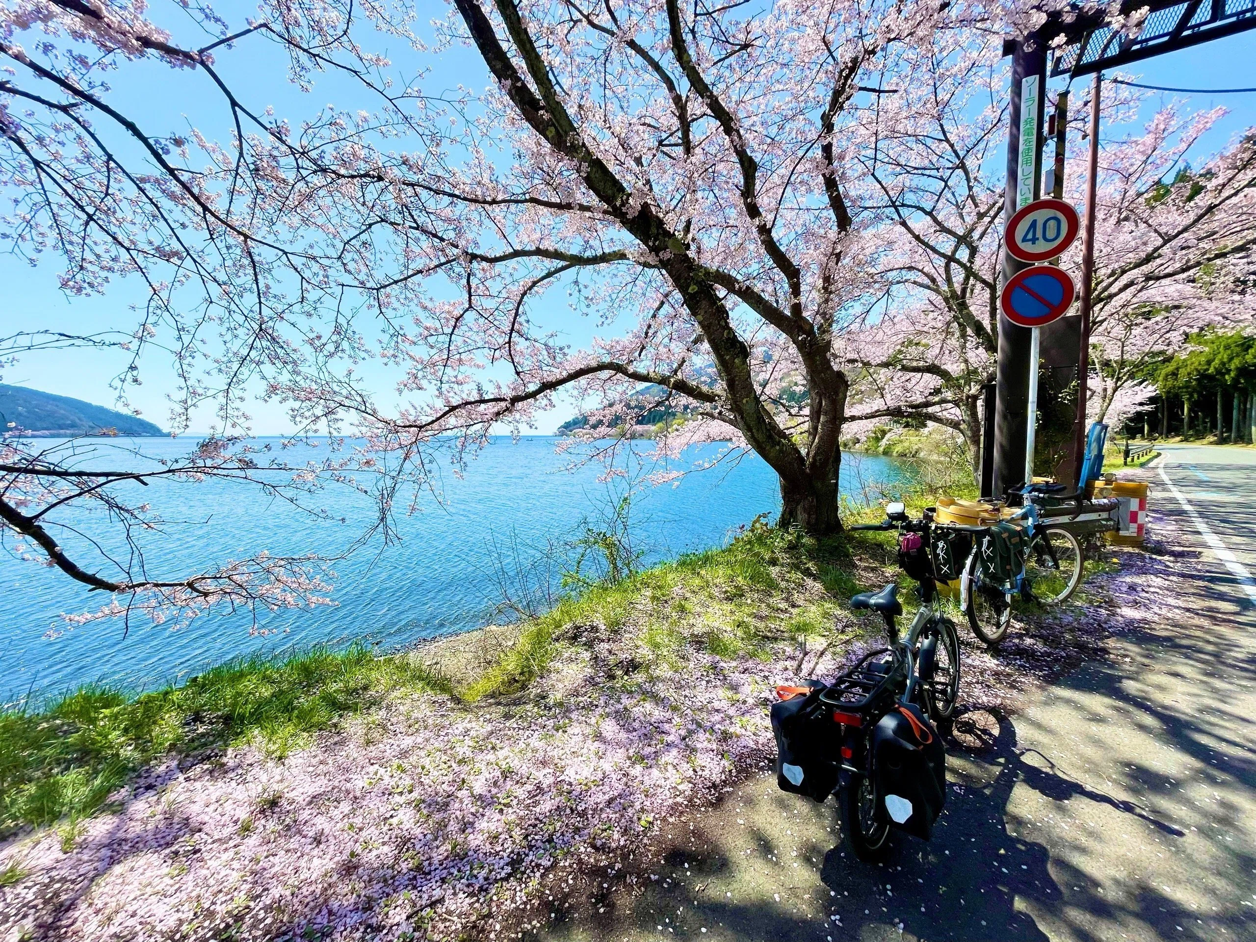 桜満開のビワイチ、湖北・海津大崎の桜並木を1泊2日で前編（滋賀）［50