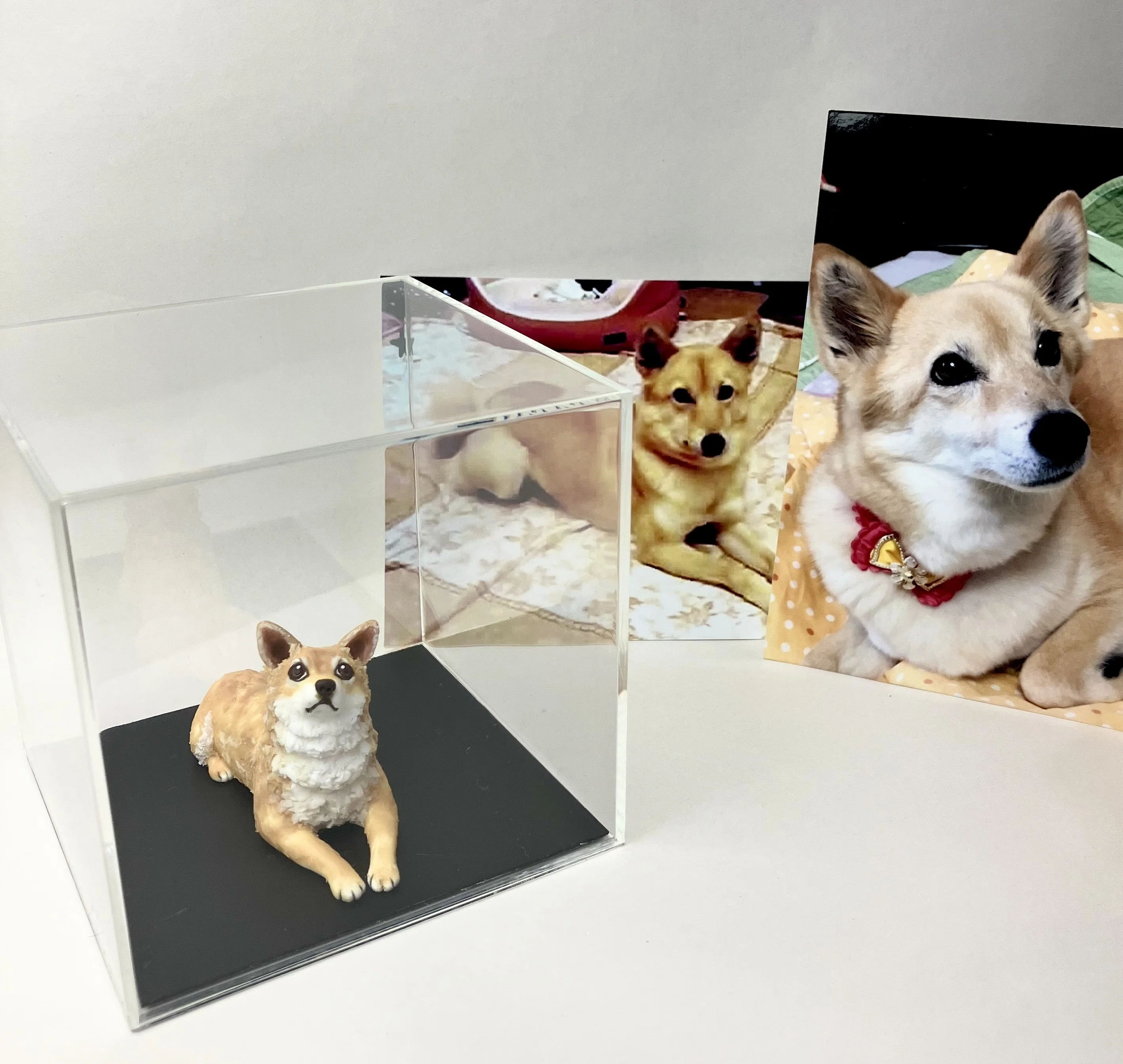 コーギー　手のひらペット　うちの子　ペット　コギ　犬　わんこ　うちの子オーダー 手のひらペット コーギー うちの子 ペット うちの子オーダー 犬 わんこ
