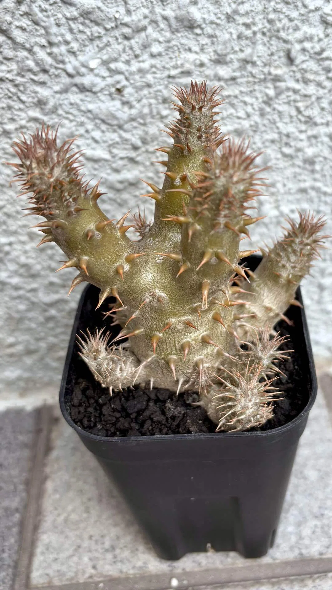 パキポディウム|マカイエンセ|近年種｜cova 塊根植物に沼った美容師の