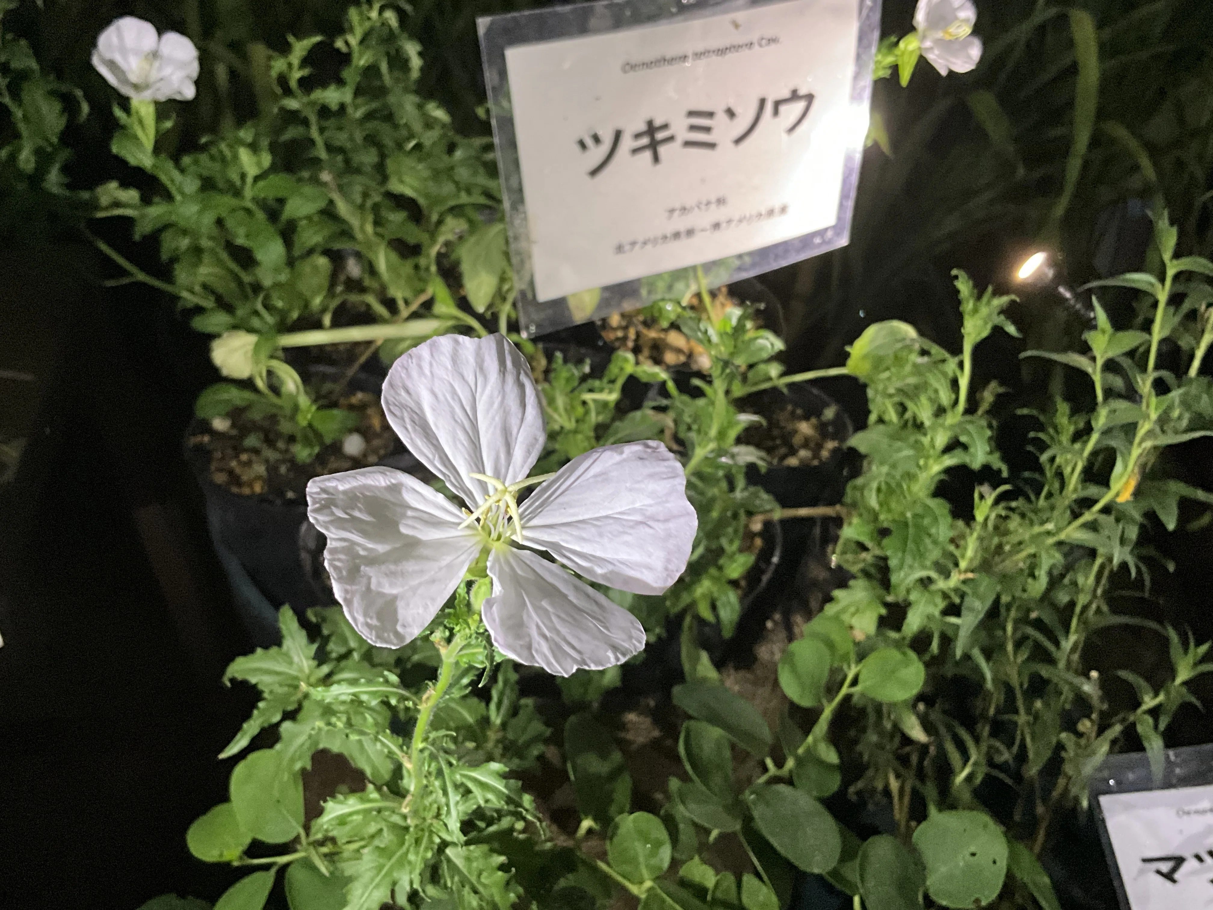 ツキミソウ（月見草）（京都府立植物園）：2026年8月6日（木）｜藤井