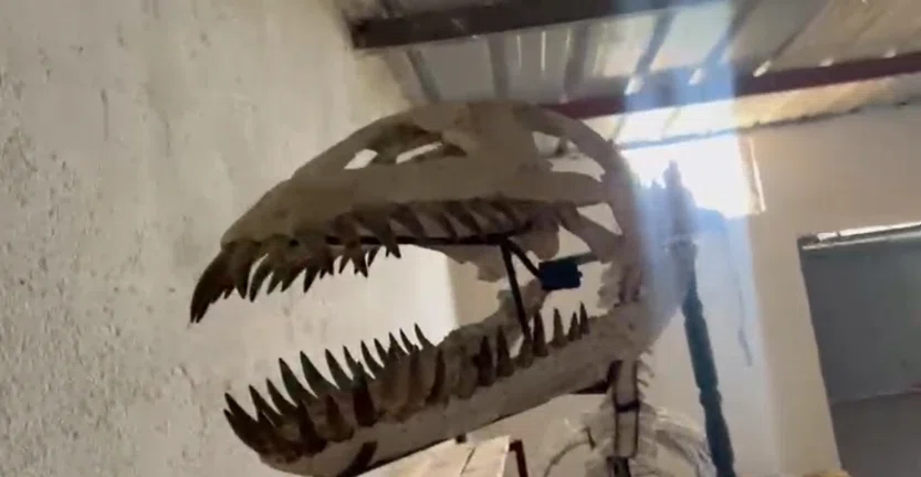 52.【動画で見る】プレシオサウルス類の全身骨格（skeleton）｜頭骨