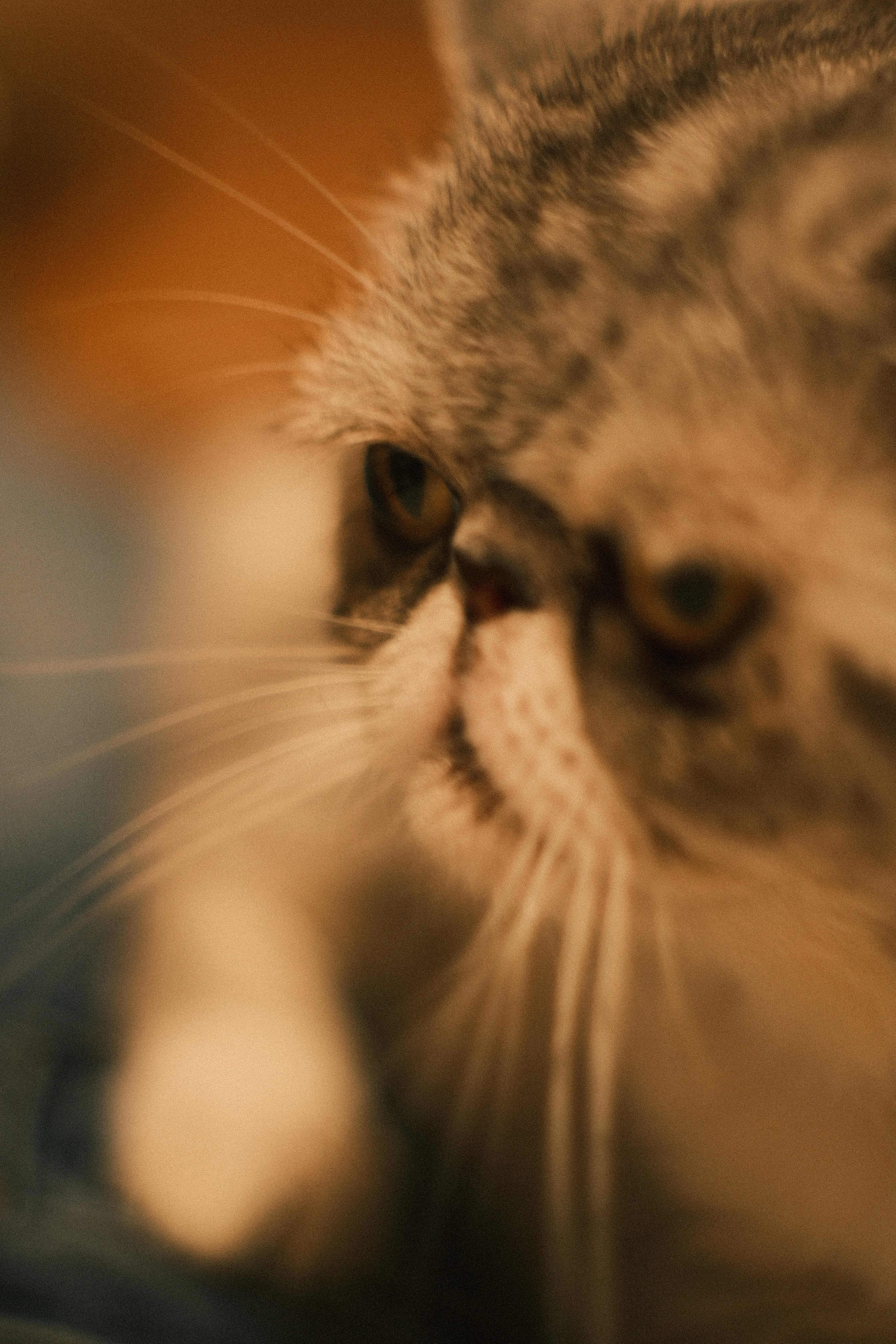 AUTO YASHINON-DX 50mm F1.4｜月曜休み。