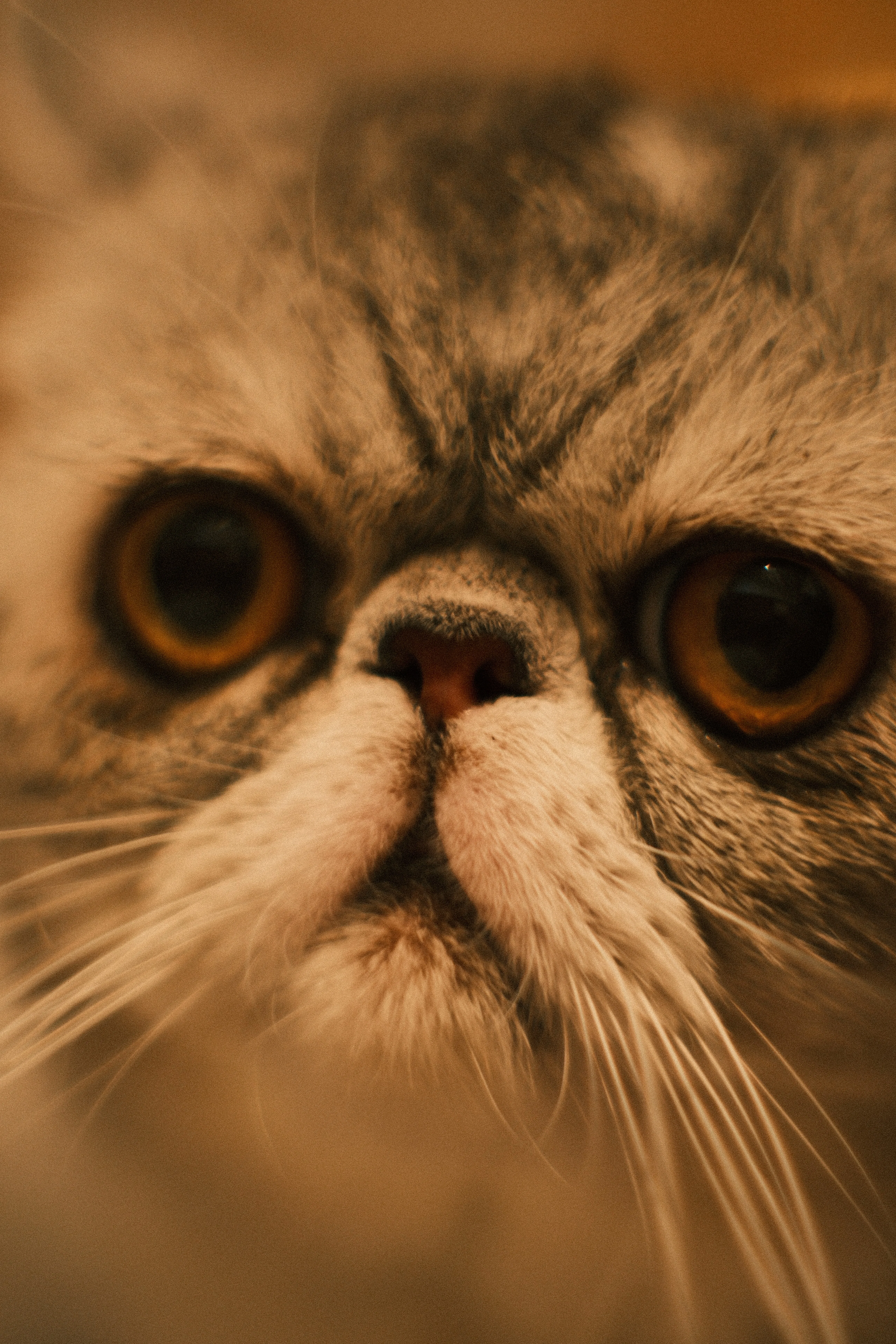 AUTO YASHINON-DX 50mm F1.4｜月曜休み。