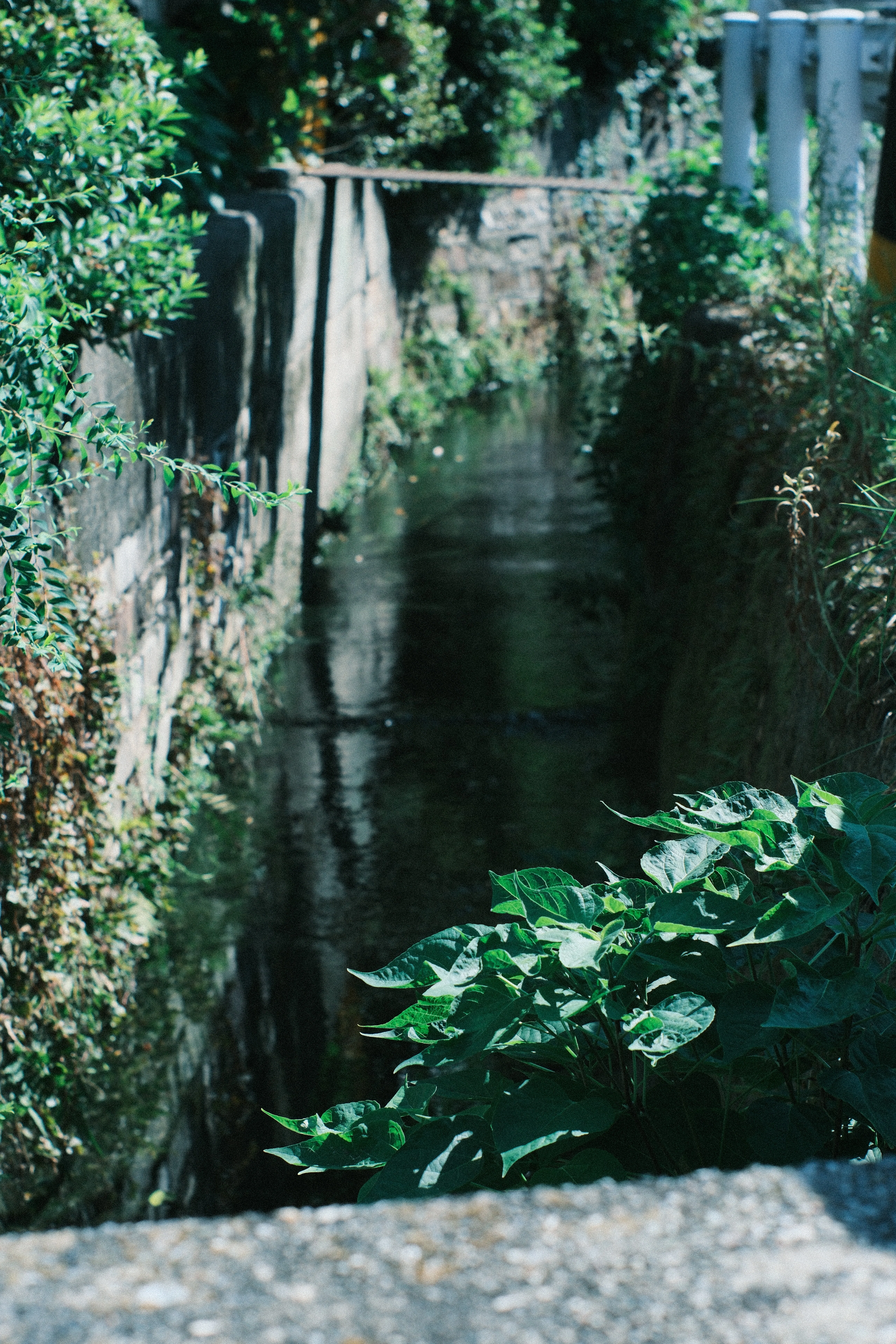 AUTO YASHINON-DX 50mm F1.4｜月曜休み。