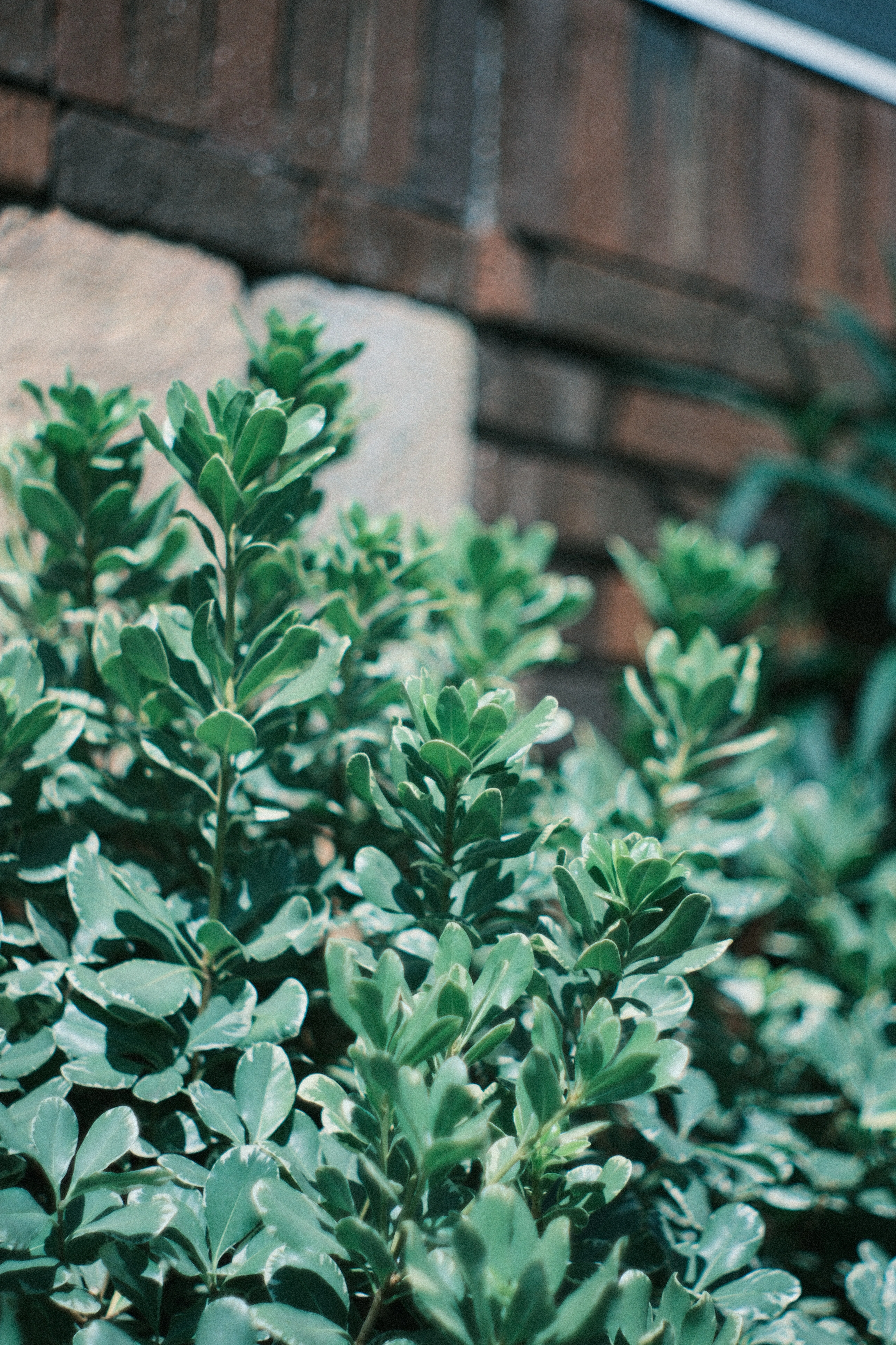 AUTO YASHINON-DX 50mm F1.4｜月曜休み。
