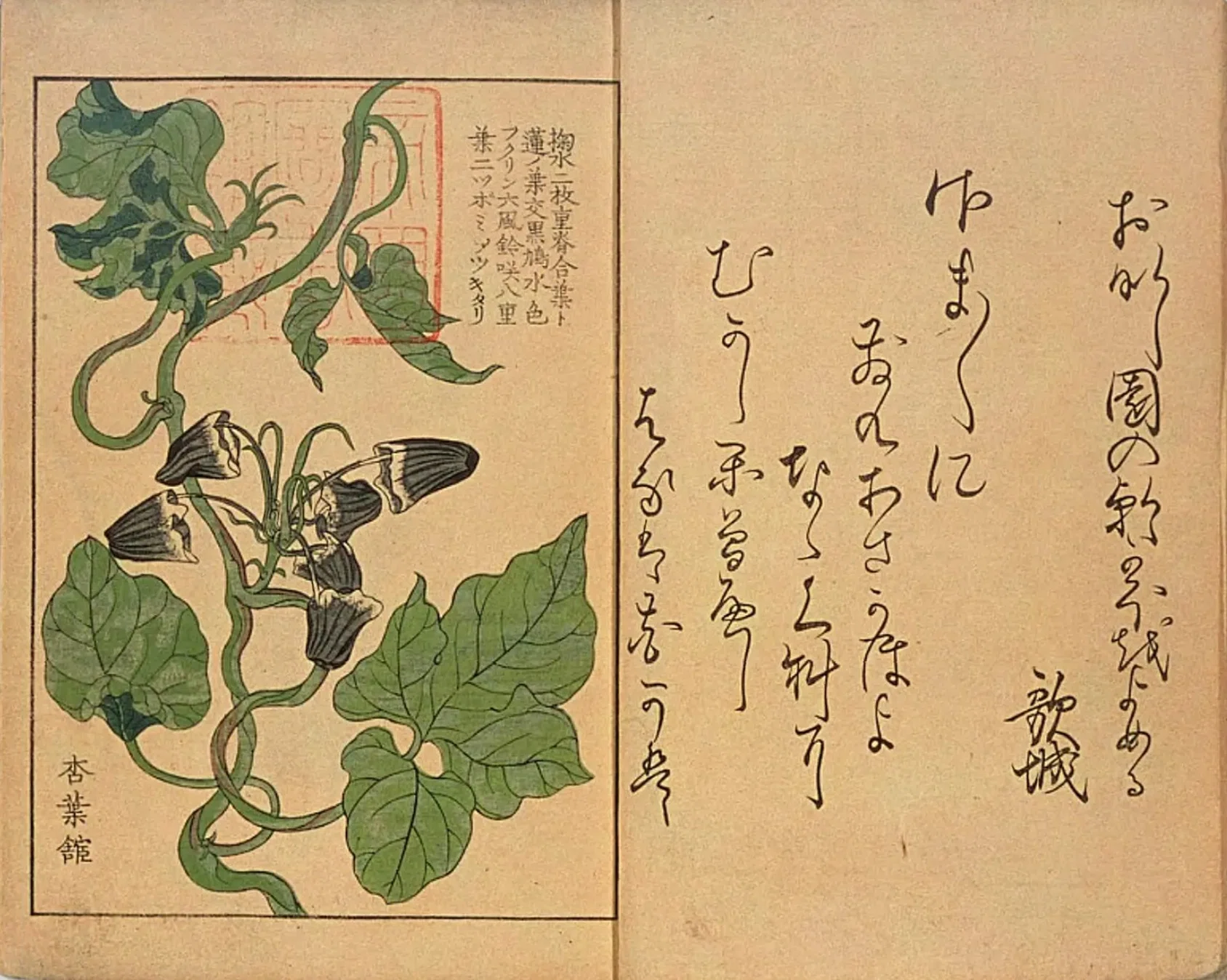 朝顔三十六花撰（1）序・掬水／羽団扇など｜mominaina