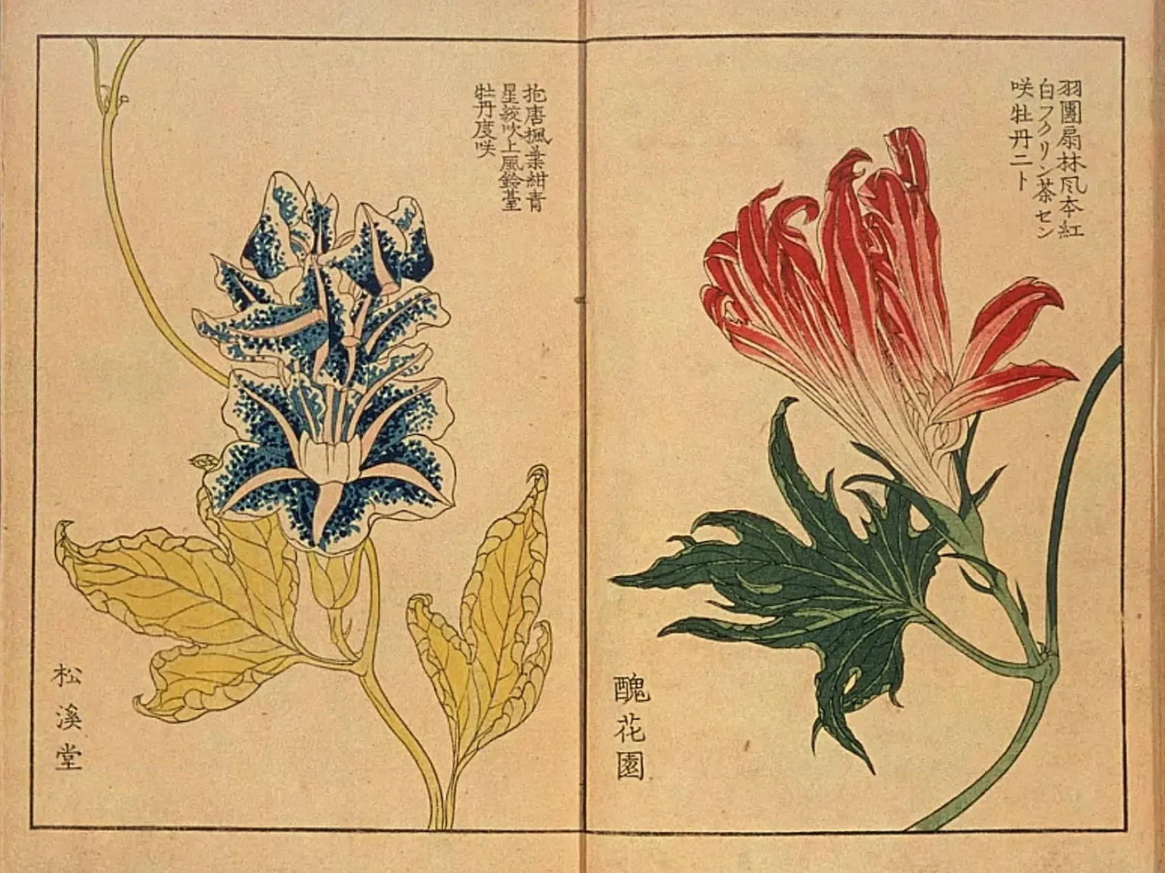 真作/雑喉紅朝/朝顔/オミナエシトンボ図/夏の花図/掛軸/名家伝来/AD-876 朝顔三十六花撰（1）序・掬水／羽団扇など｜mominaina