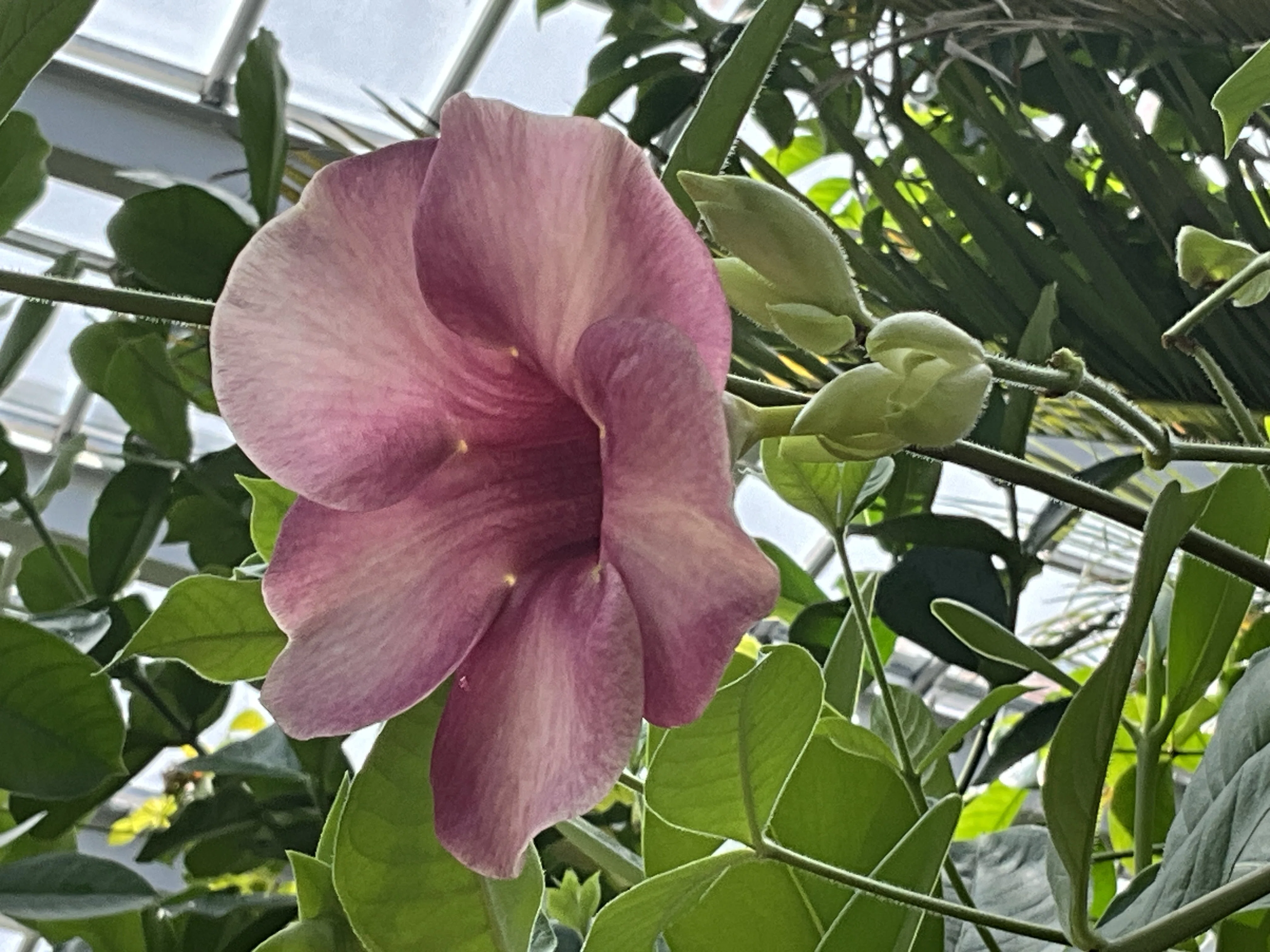 花 アラマンダ 'チェリーズ ジュビリー'（京都府立植物園）：2026年9月11