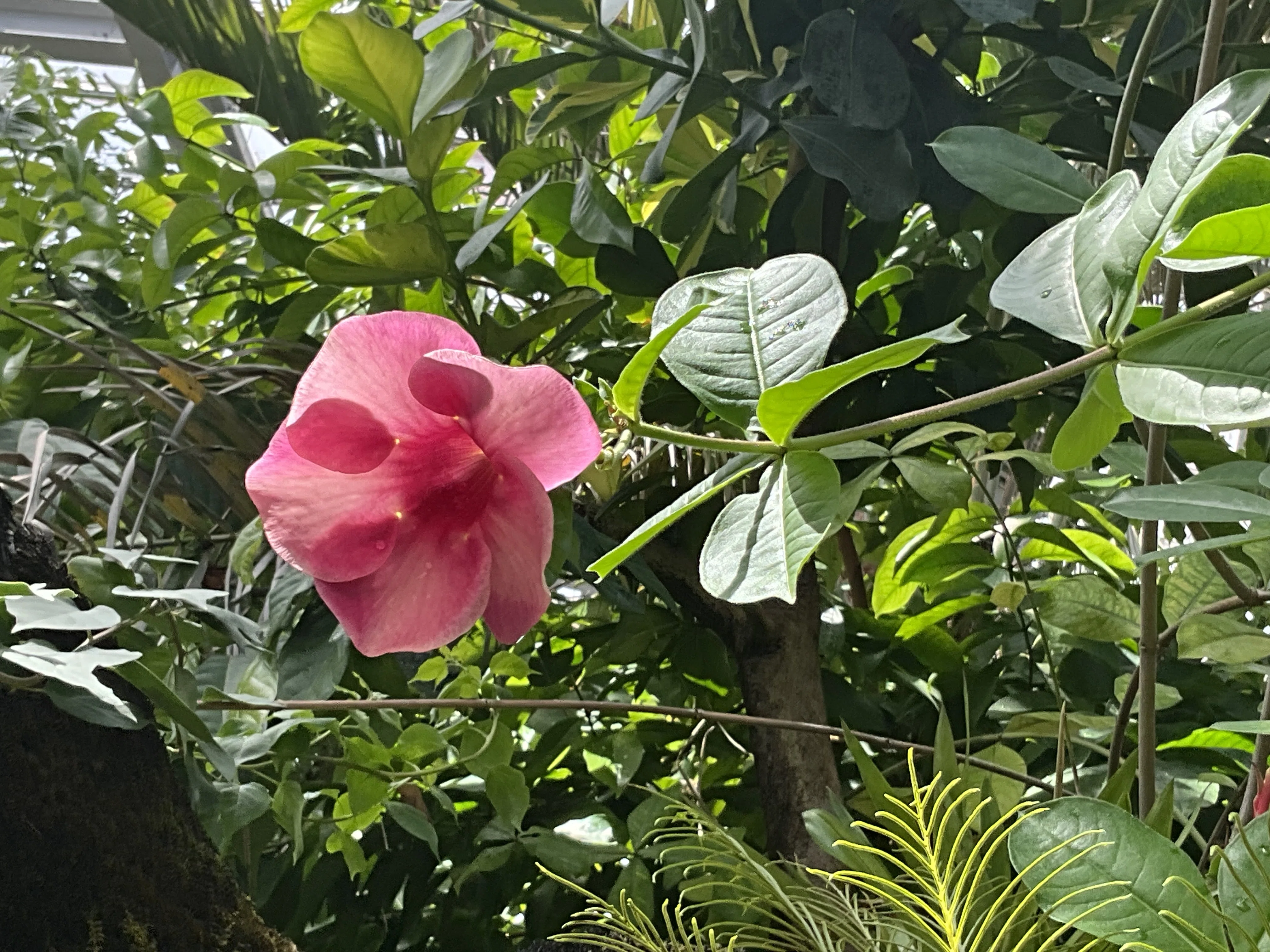 アラマンダ 'チェリーズ ジュビリー'（京都府立植物園）：2026年9月11