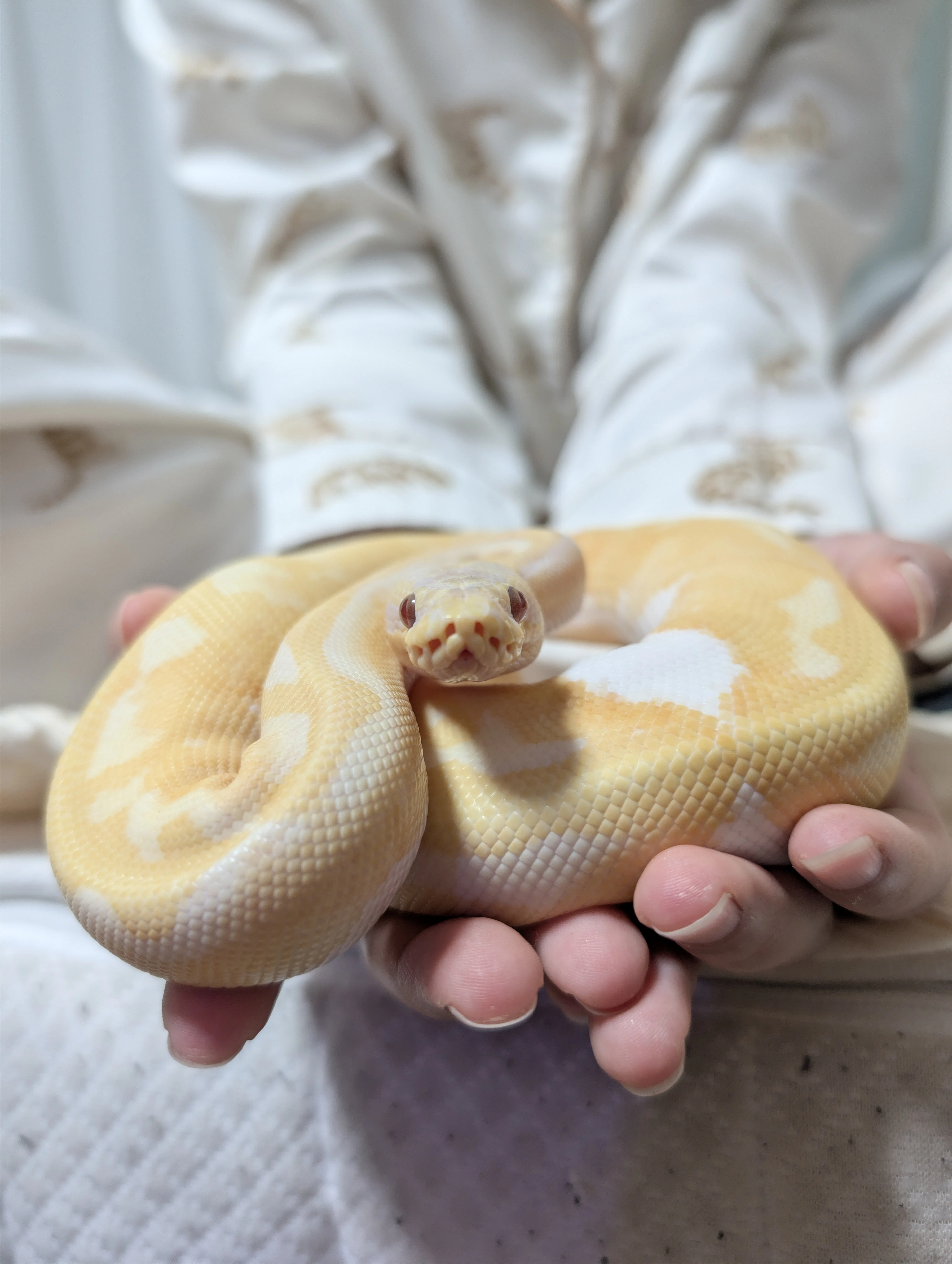 爬虫類飼育】ボールパイソンをアクリルケージで飼うときの思わぬ