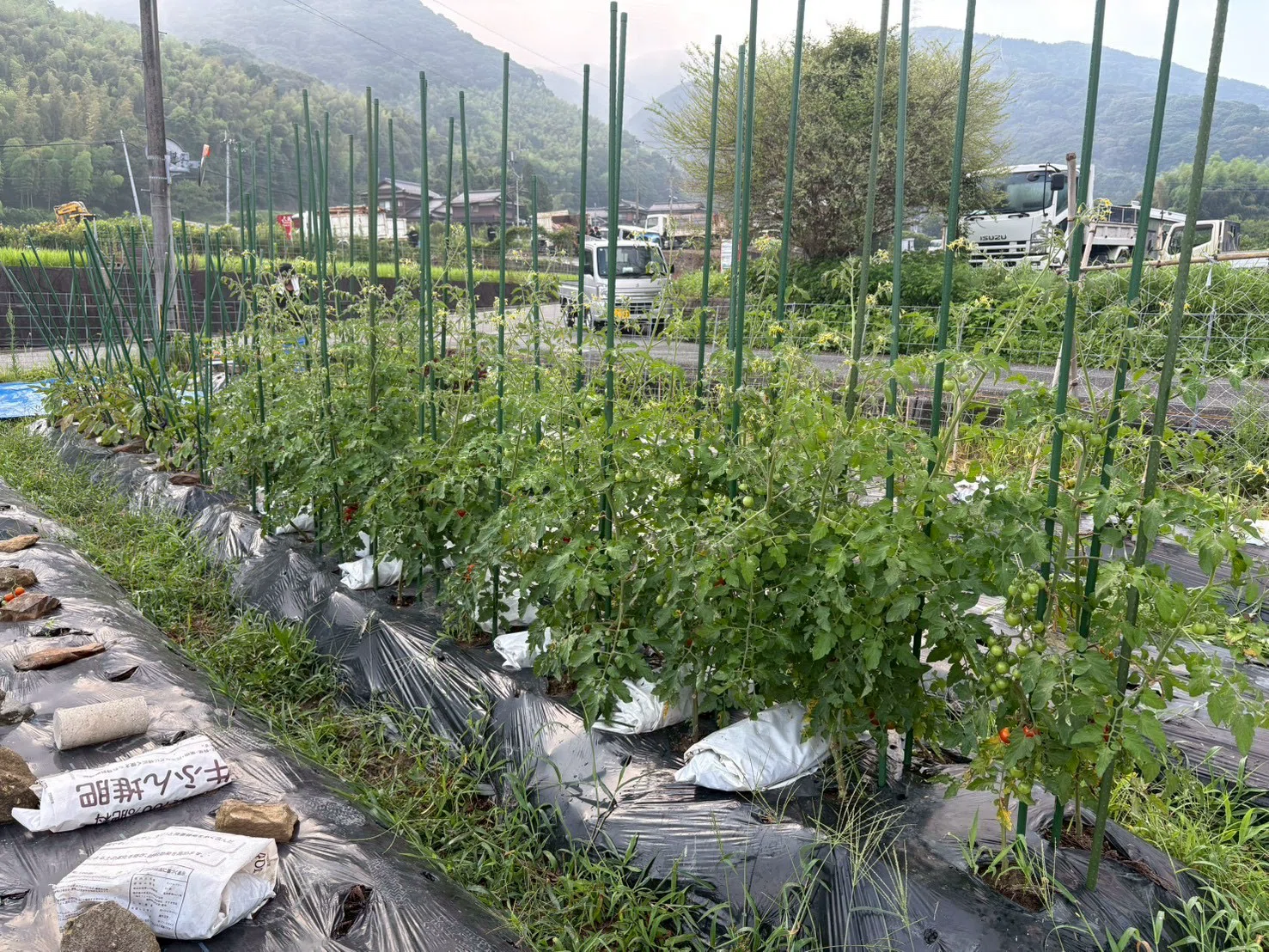 土と腸は、つながっている。菌ちゃん野菜から始める「お腹と土」を