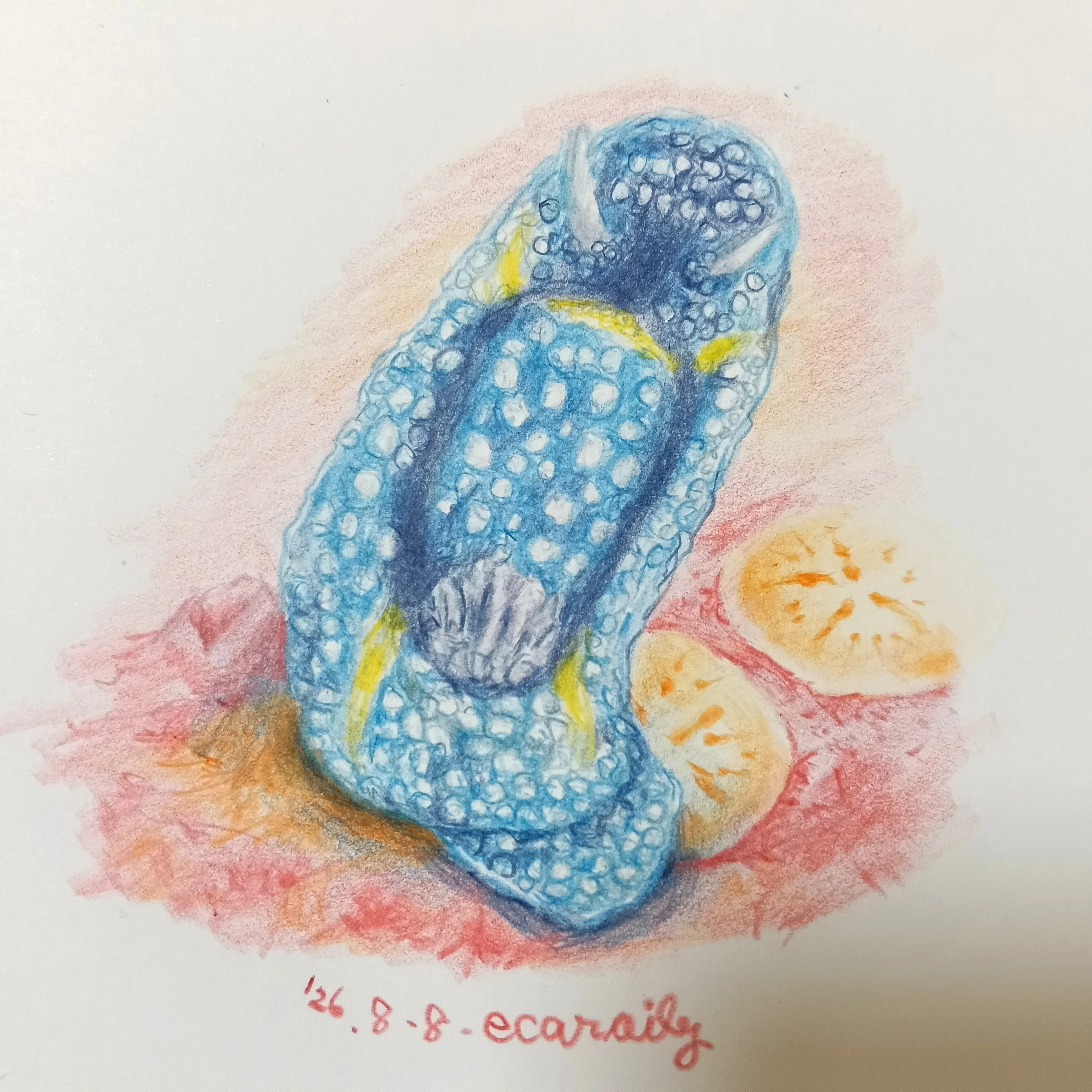 色鉛筆画 色鉛筆画0808｜エカレエリ@詩-絵-自主制作