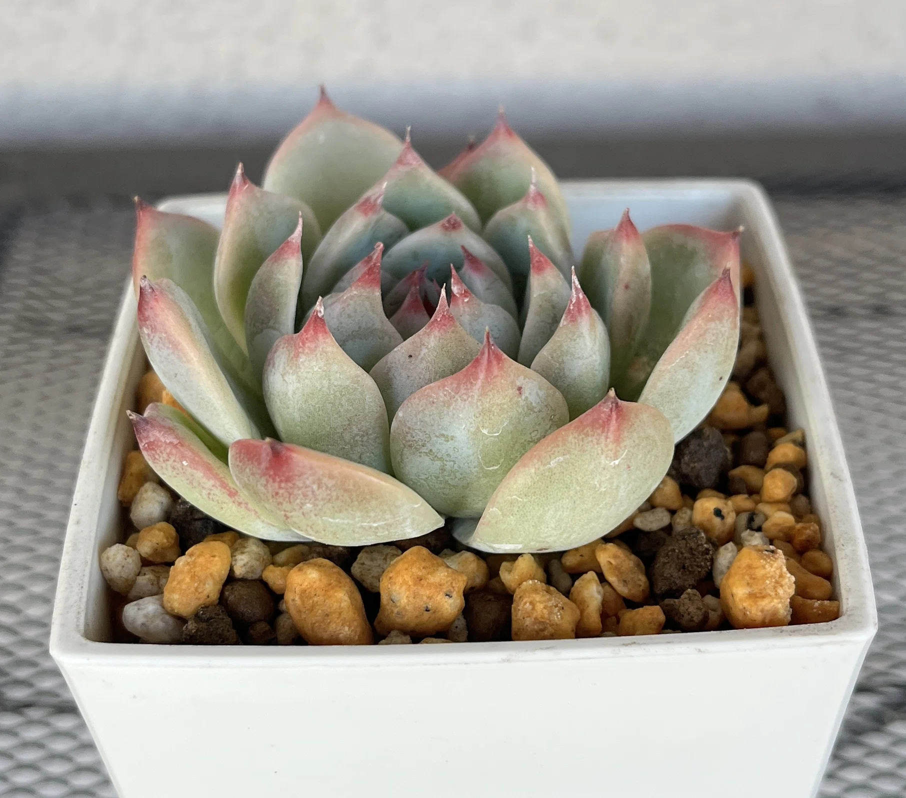 Diary #44 | The story of how I thought I was collecting Echeveria
