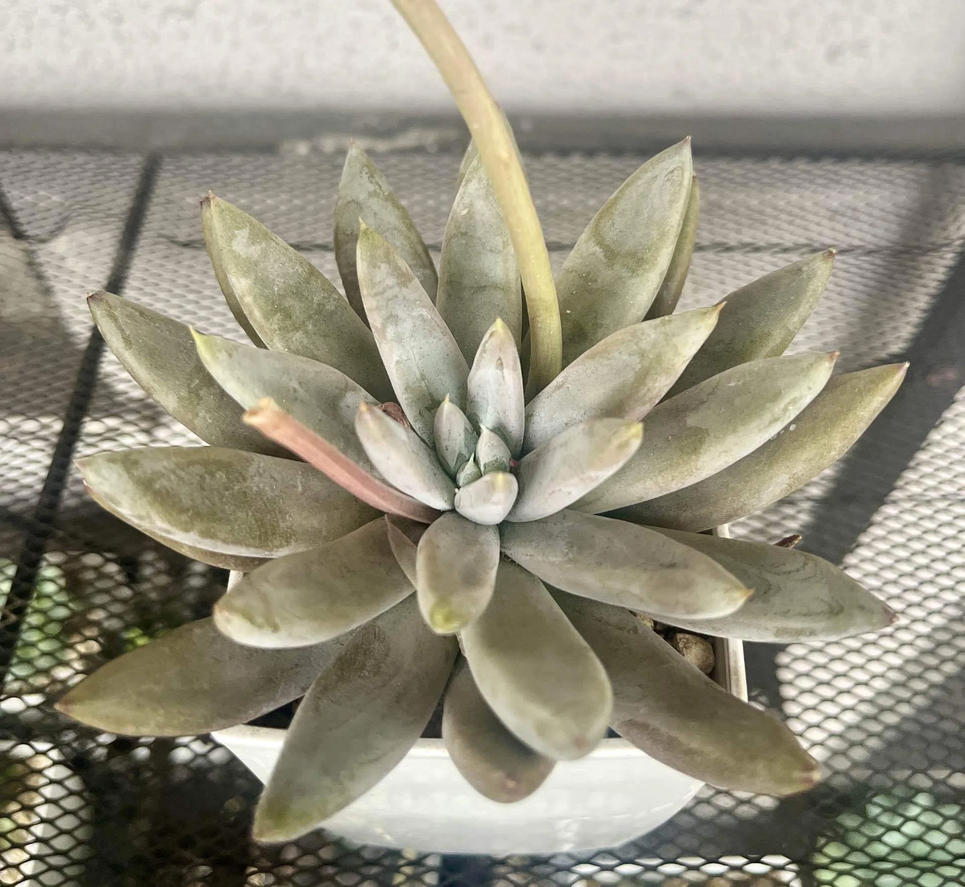 貴重 原種エケベリア The genus Echeveria Diary #44 | The story of how I thought I was collecting Echeveria