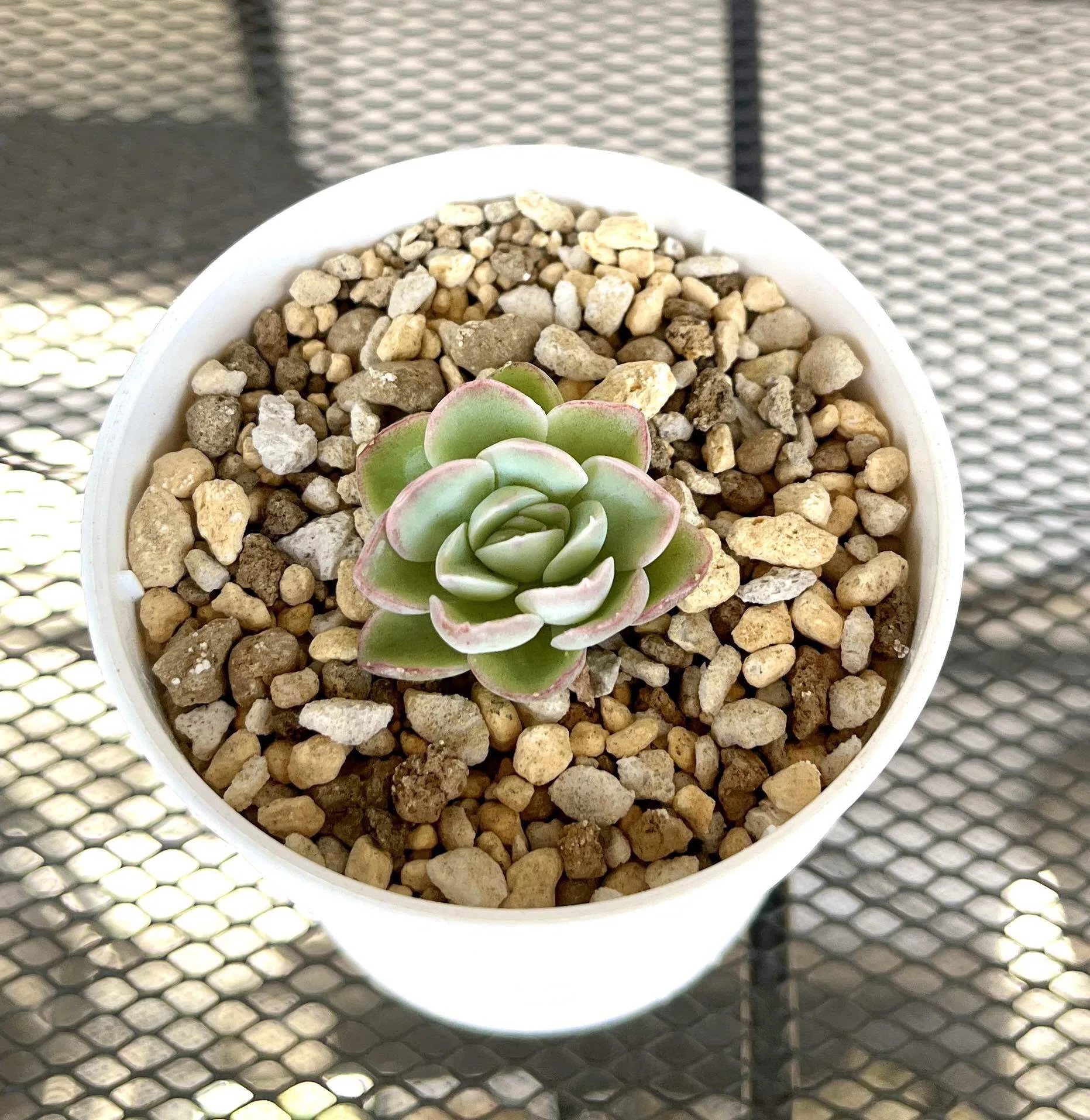 Diary #44 | The story of how I thought I was collecting Echeveria