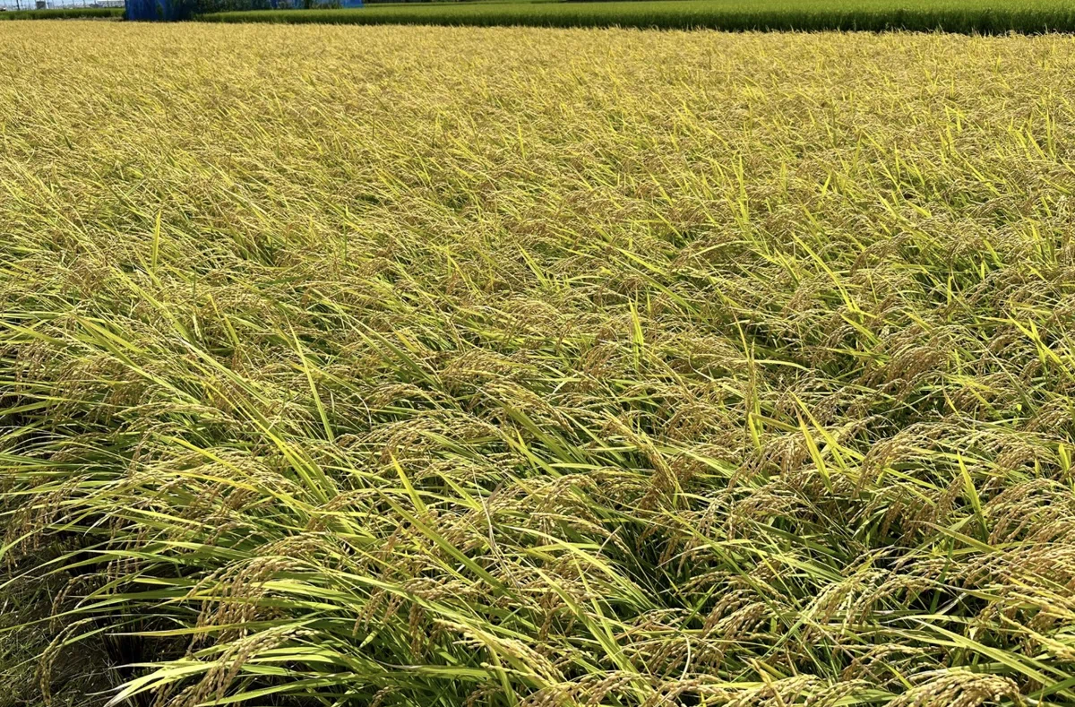 Study On Rice Episode 2 |