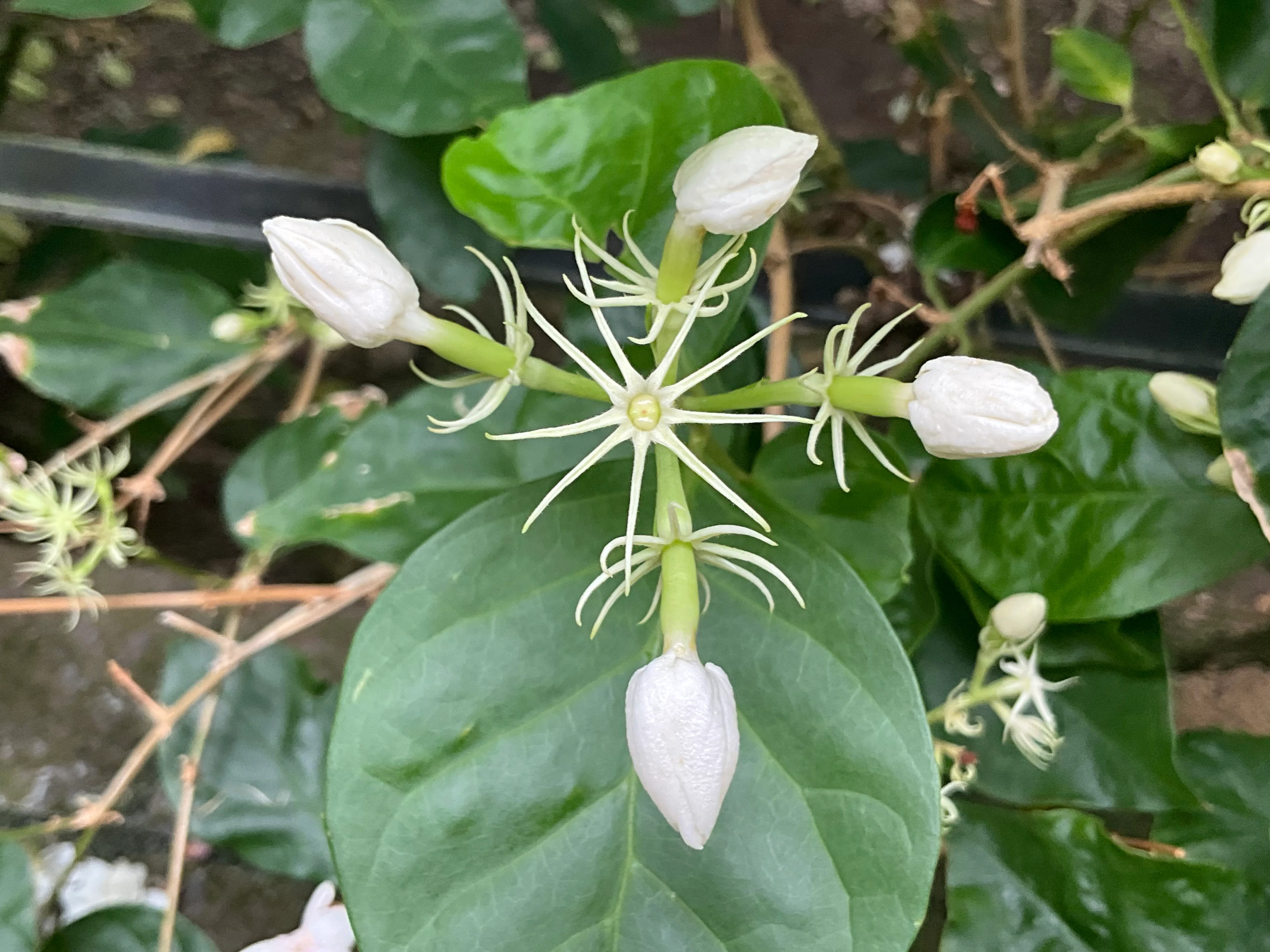 マツリカ（茉莉花）（京都府立植物園）：2026年9月15日（火）｜藤井