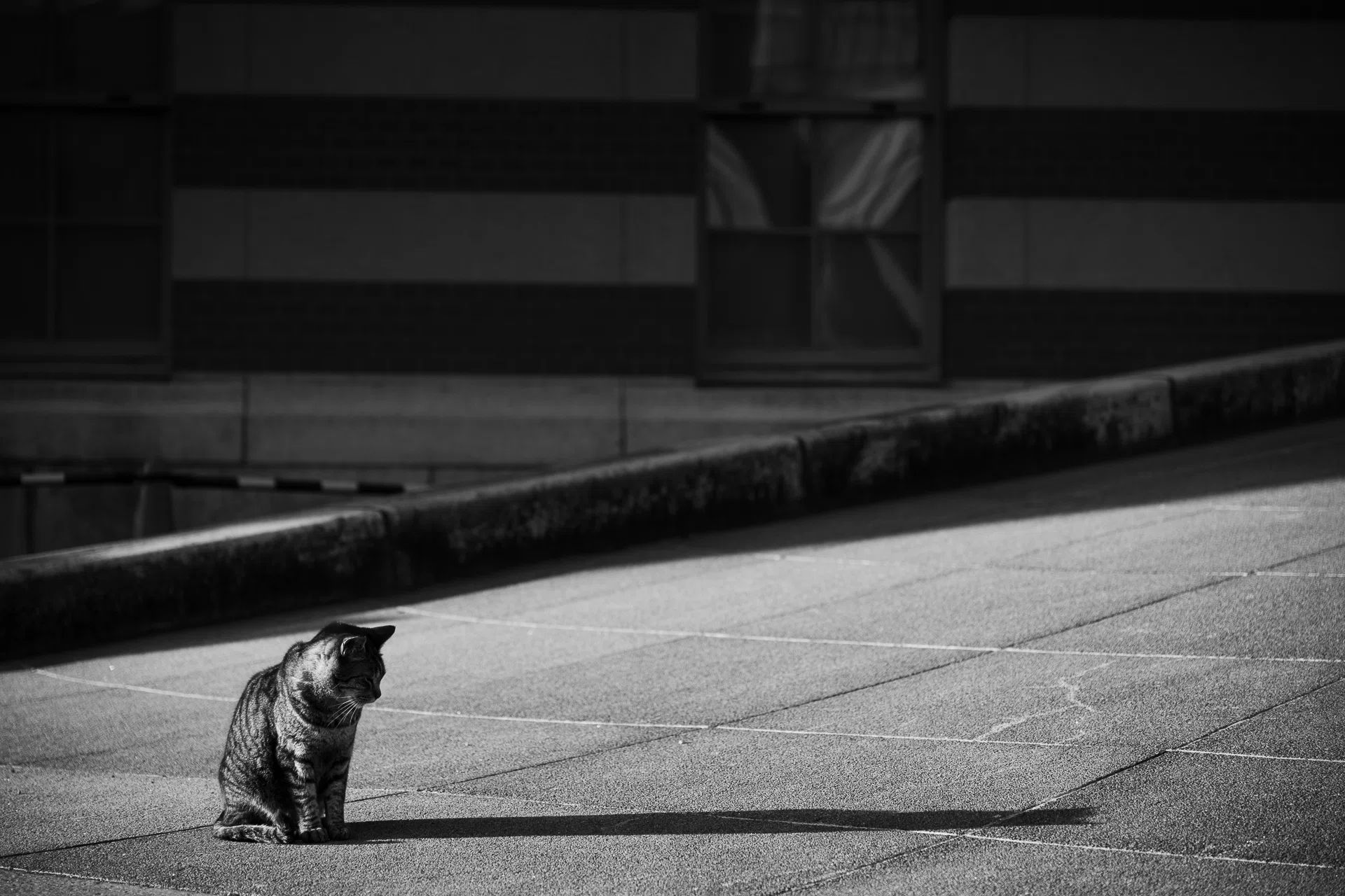 ねこです。｜mss