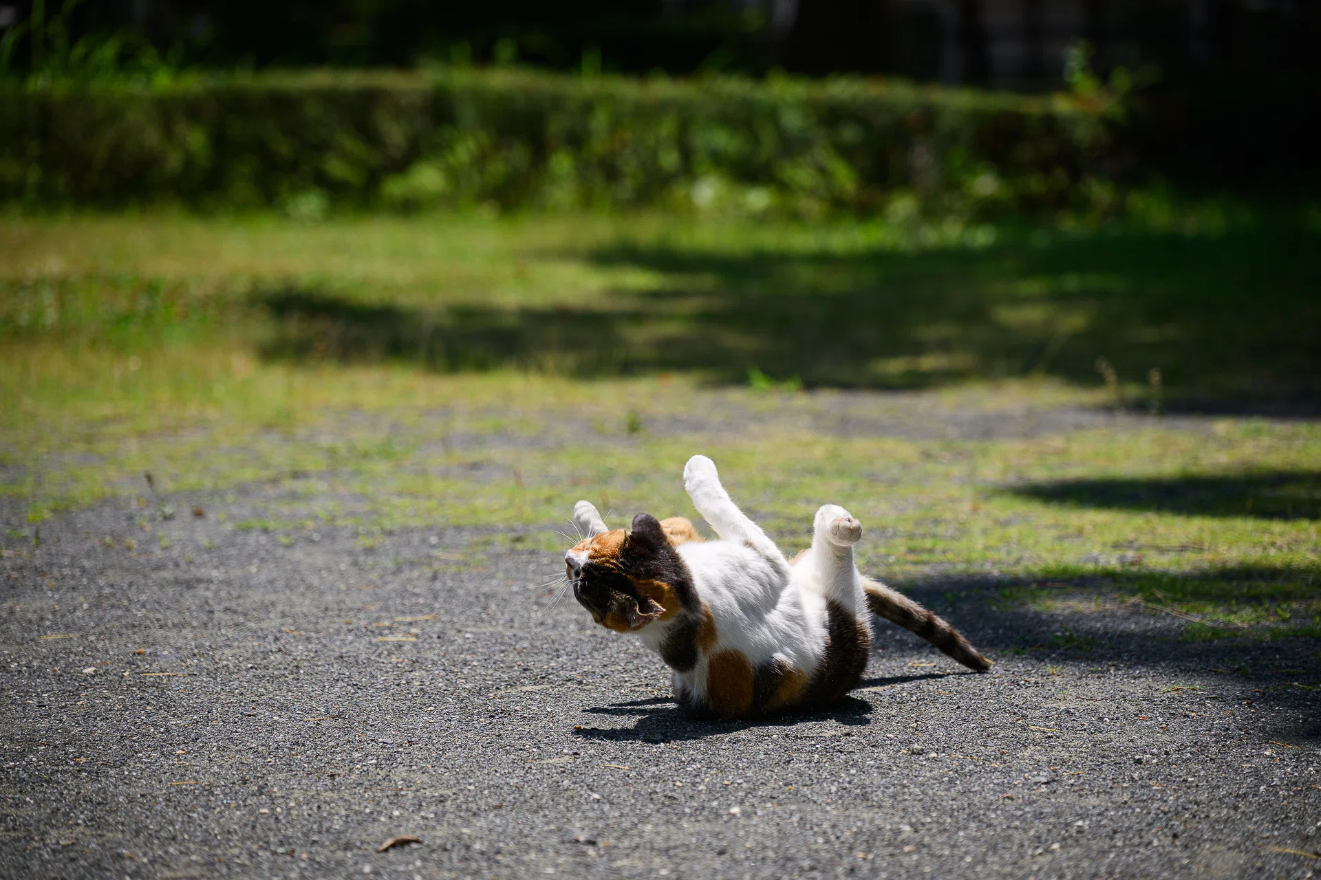 ねこです。｜mss