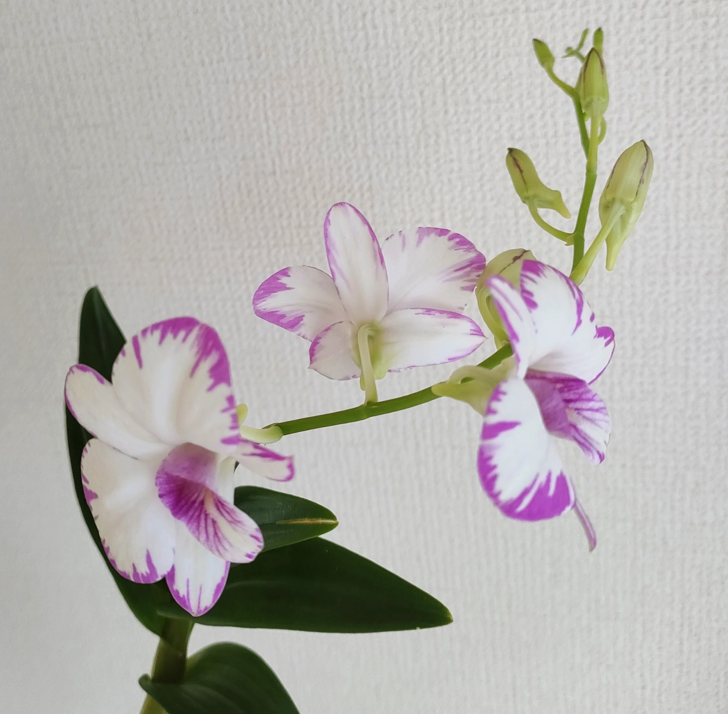 蘭の新芽ラッシュ｜静かにひとりぐらし