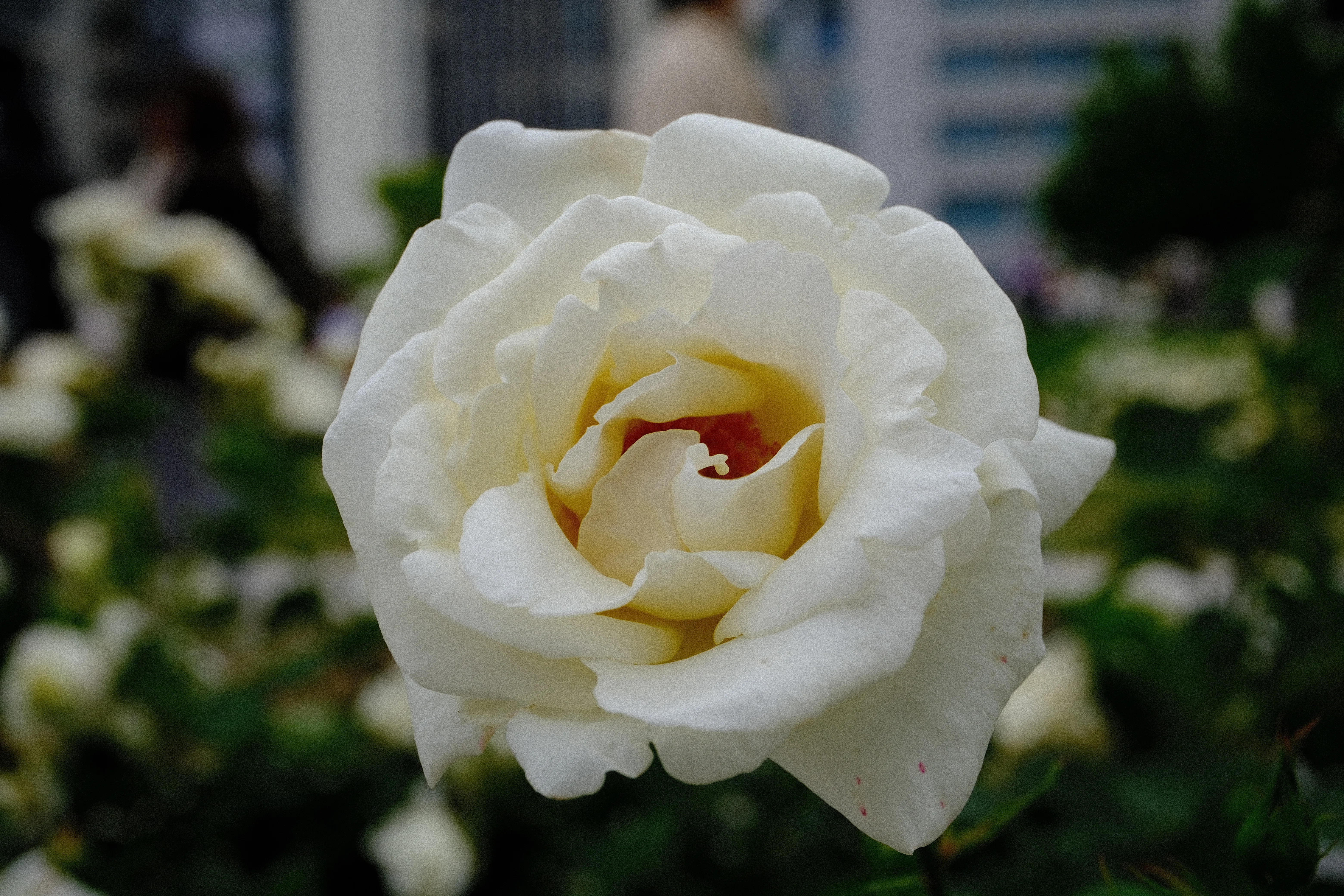 📷X-T30III × 🌹中之島バラ園 ｜ 🇺🇸ホワイト・クリスマス（White