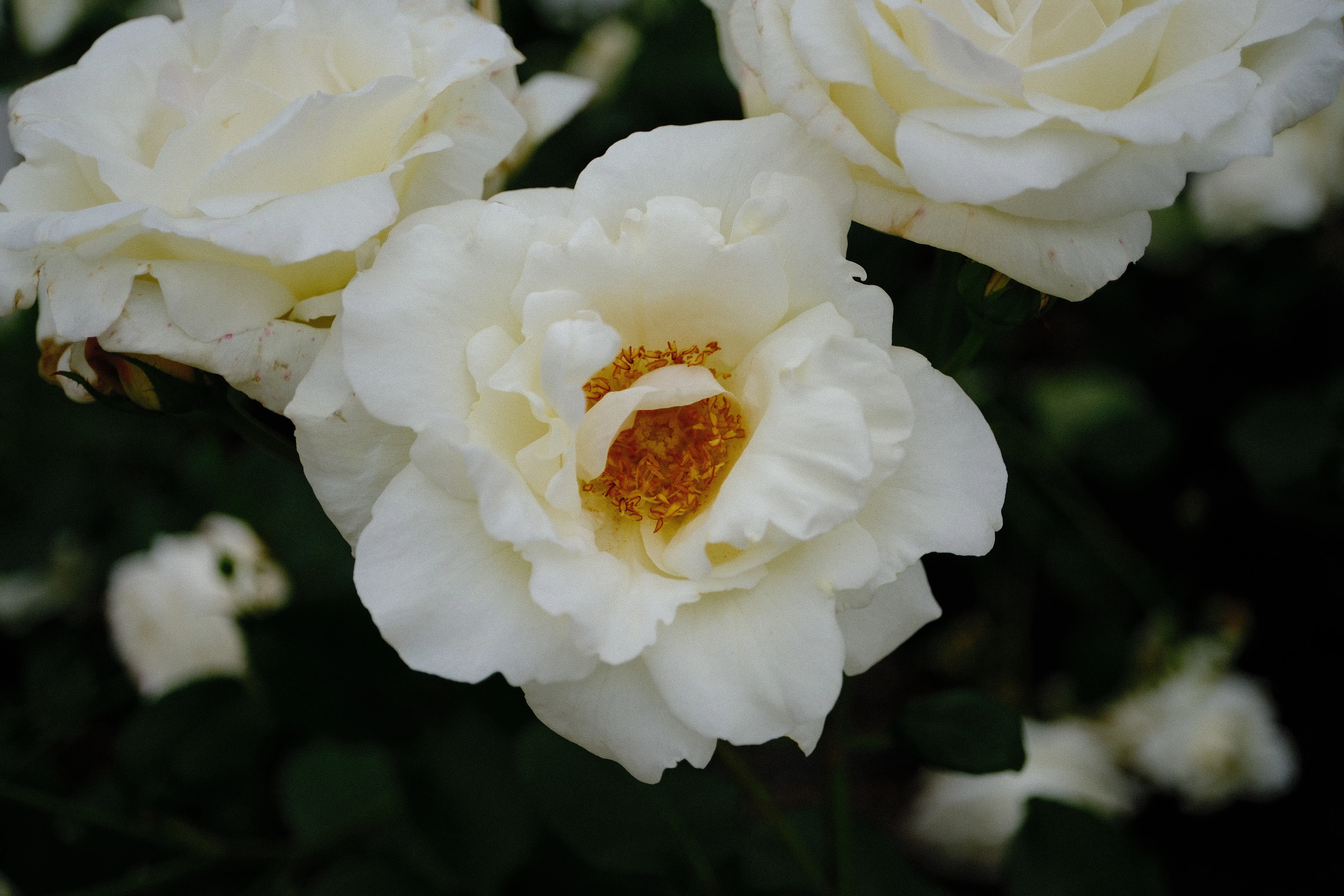📷X-T30III × 🌹中之島バラ園 ｜ 🇺🇸ホワイト・クリスマス（White