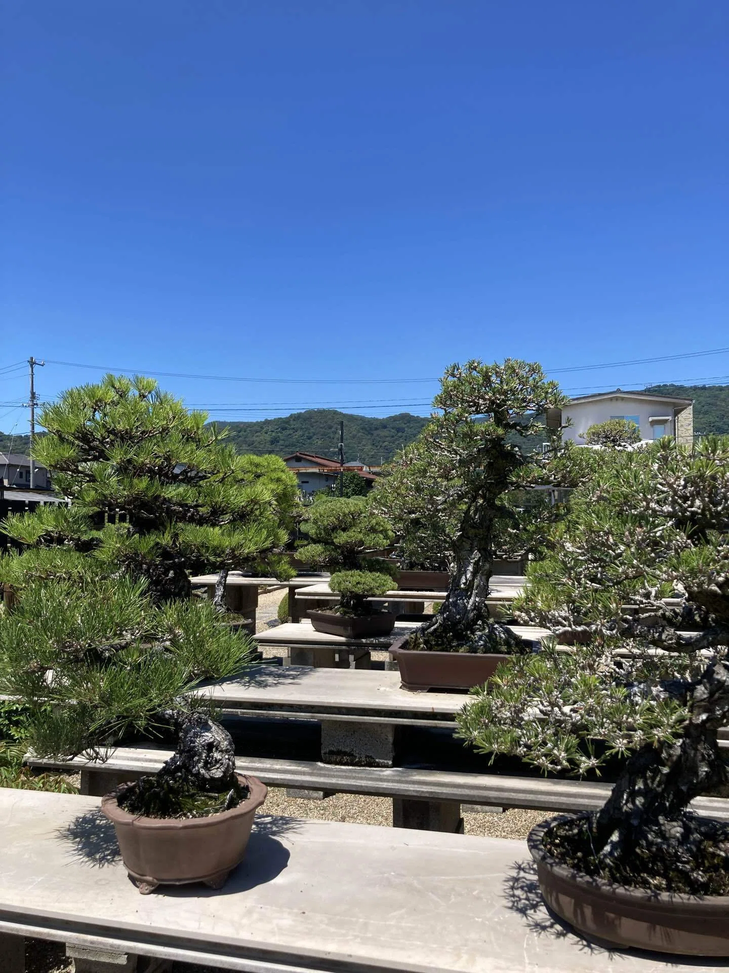 高松盆栽 ❘ TAKAMATSU BONSAI｜三谷健太🌏しこく住まい