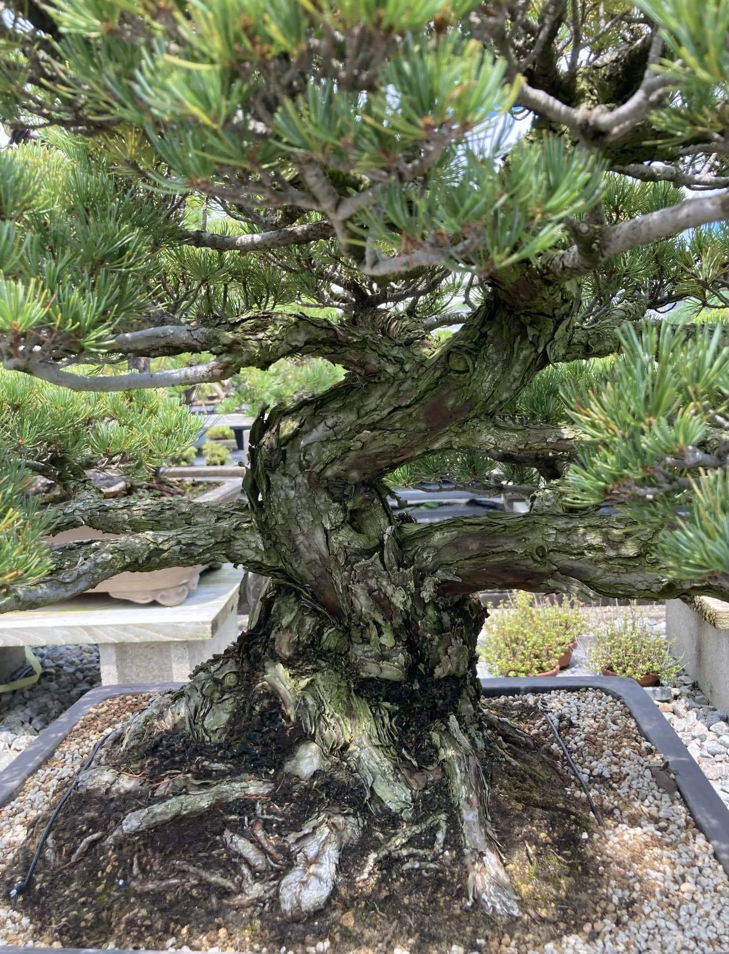 高松盆栽 ❘ TAKAMATSU BONSAI｜三谷健太🌏しこく住まい