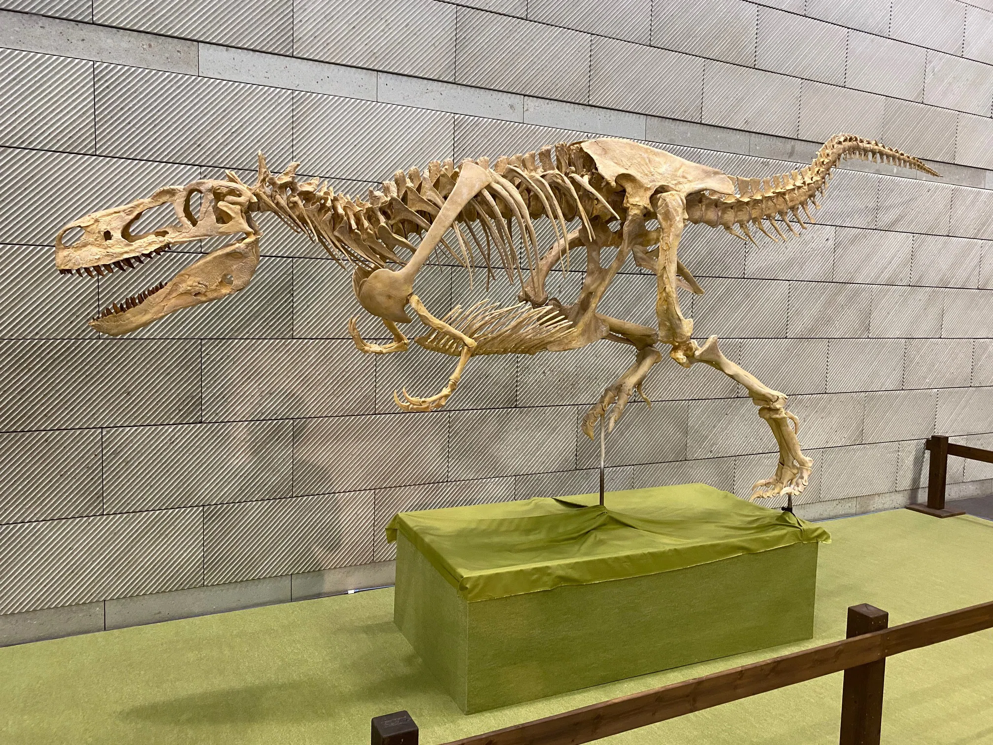 補修2〜3% マダガスカルのラパレントサウルス　フットクロウ　爪　化石　恐竜 大恐竜展 新発見の堅頭竜類ザヴァケファレ｜theropodさん