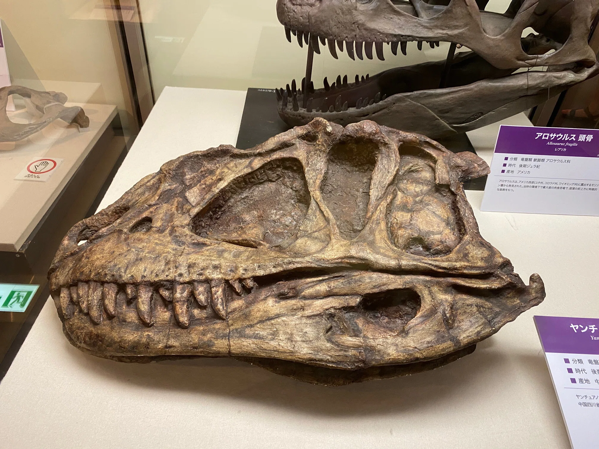 獣脚類の糞　ティラノサウルス科　肉食恐竜　コプロライト　化石　白亜紀　中国 大恐竜展 新発見の堅頭竜類ザヴァケファレ｜theropodさん