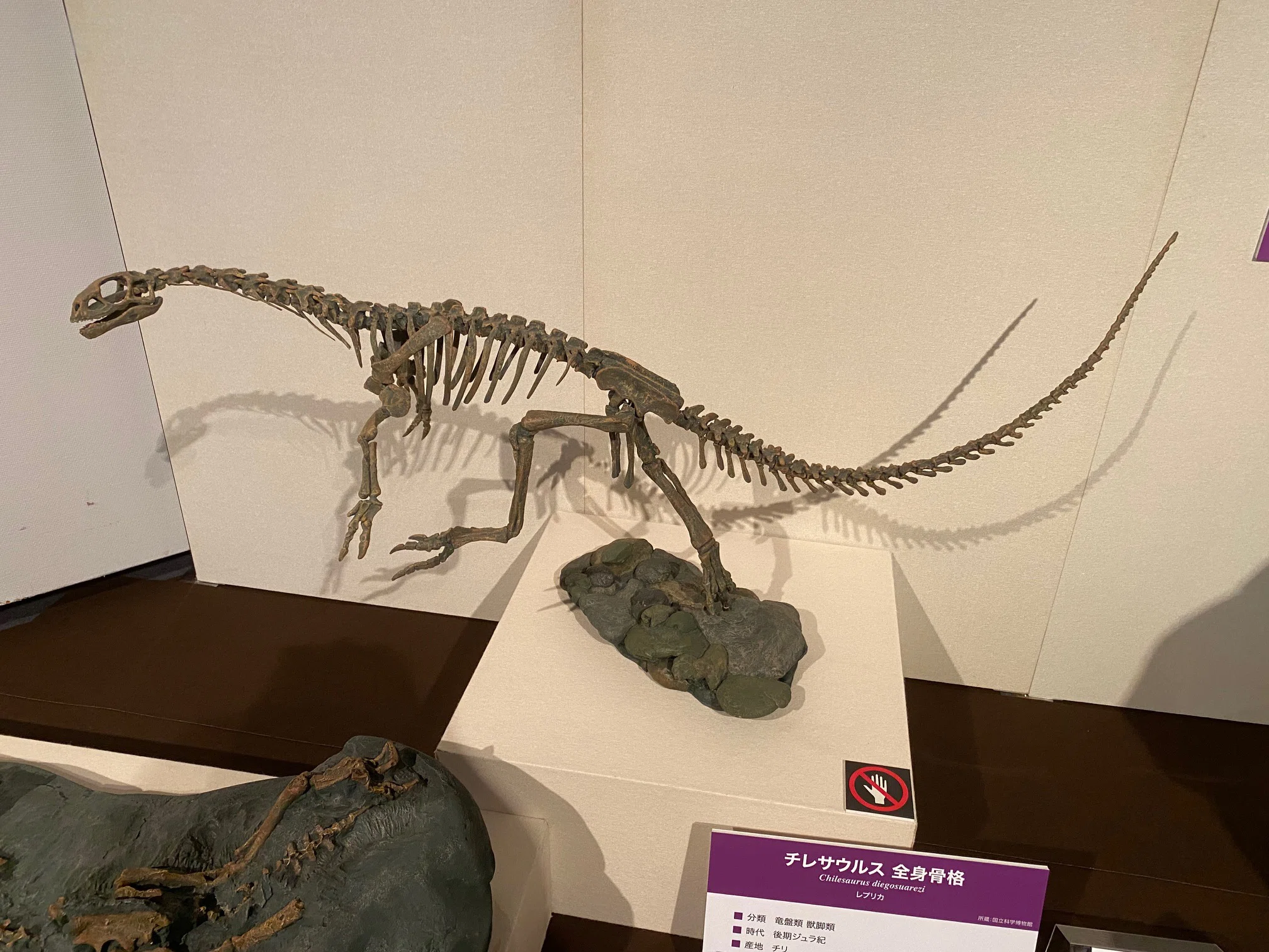 大恐竜展 新発見の堅頭竜類ザヴァケファレ｜theropodさん